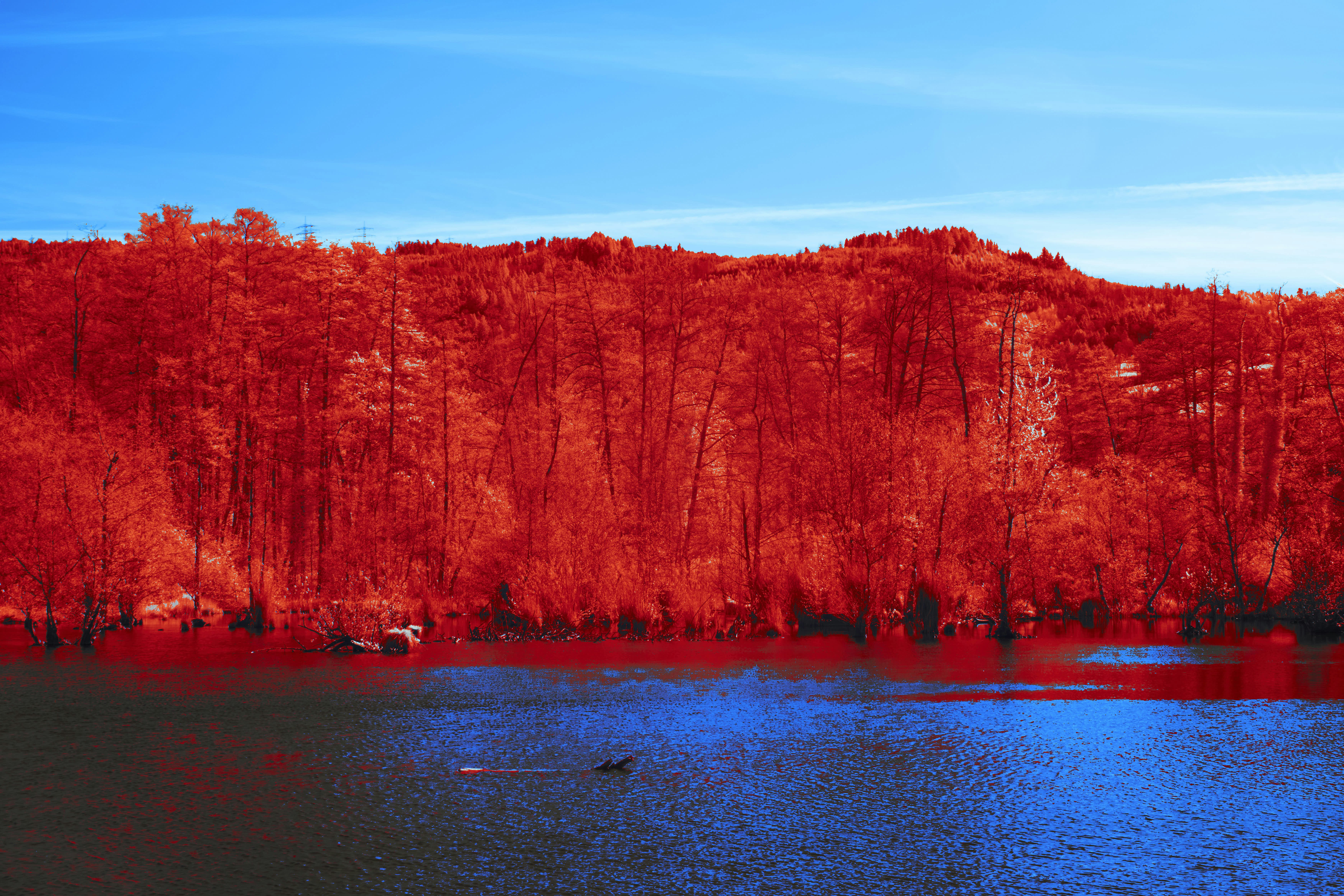 Photo by wolfgang_hasselmann