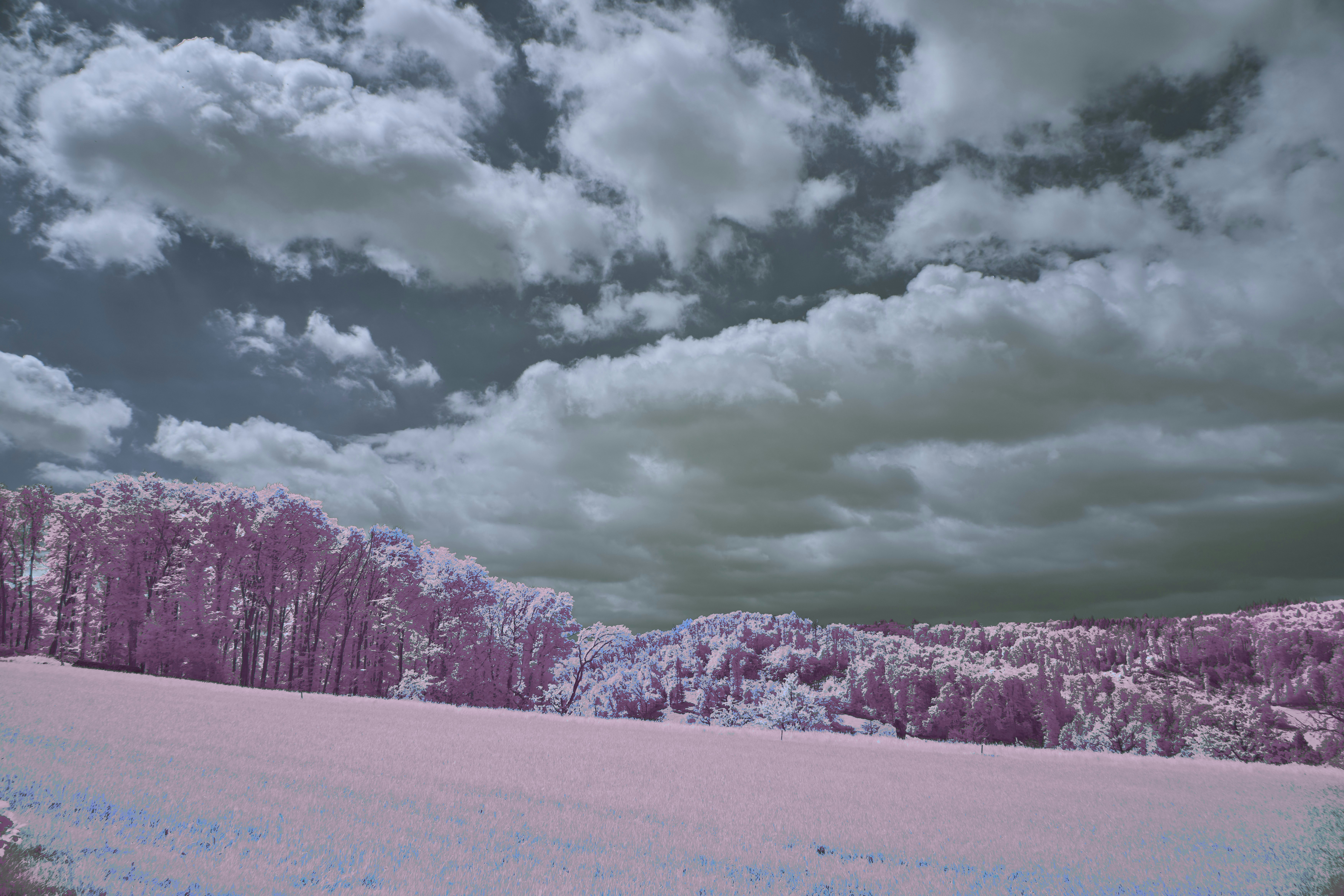 Photo by wolfgang_hasselmann