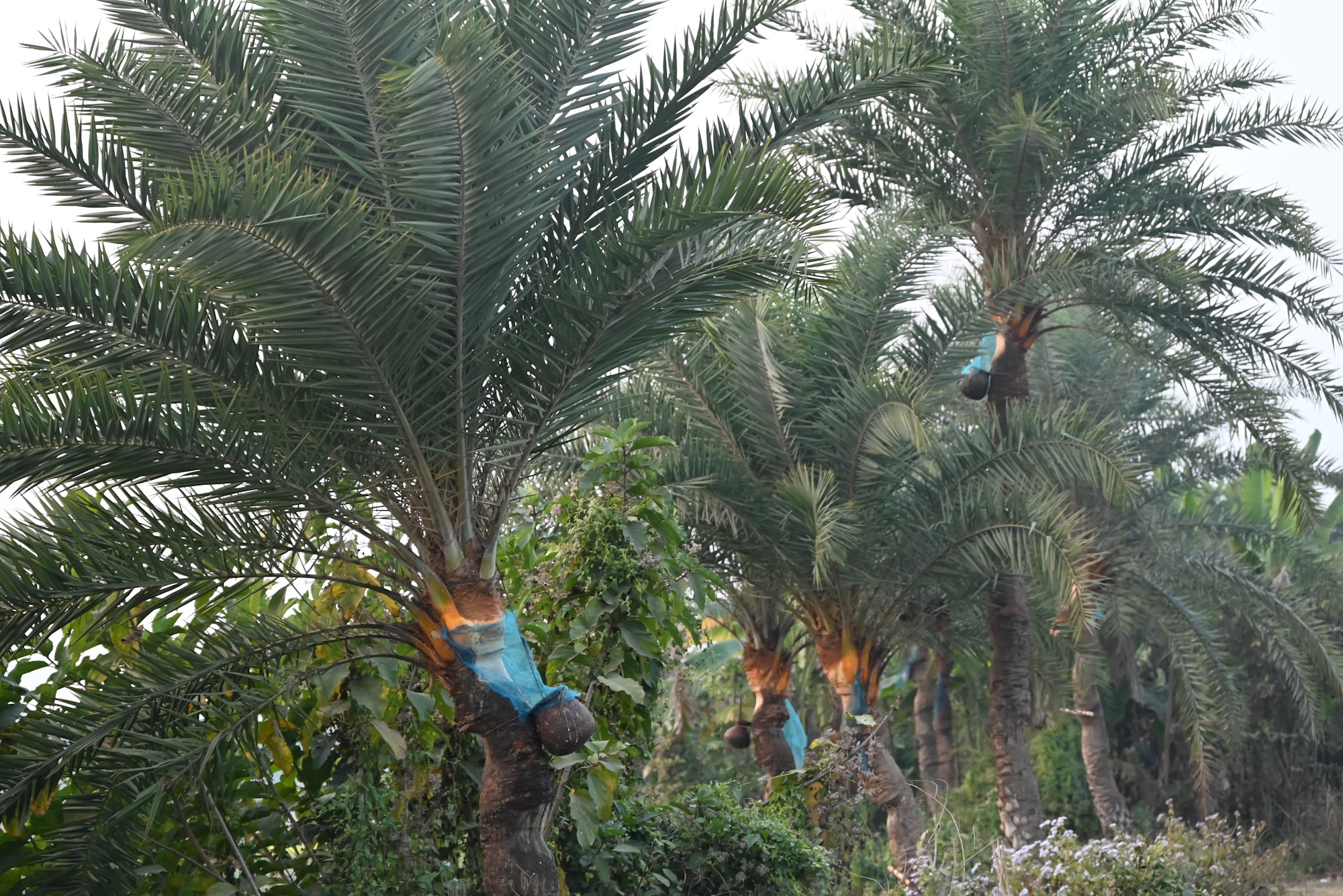 A date plantation with the fruit clusters bagged on the palm before harvest