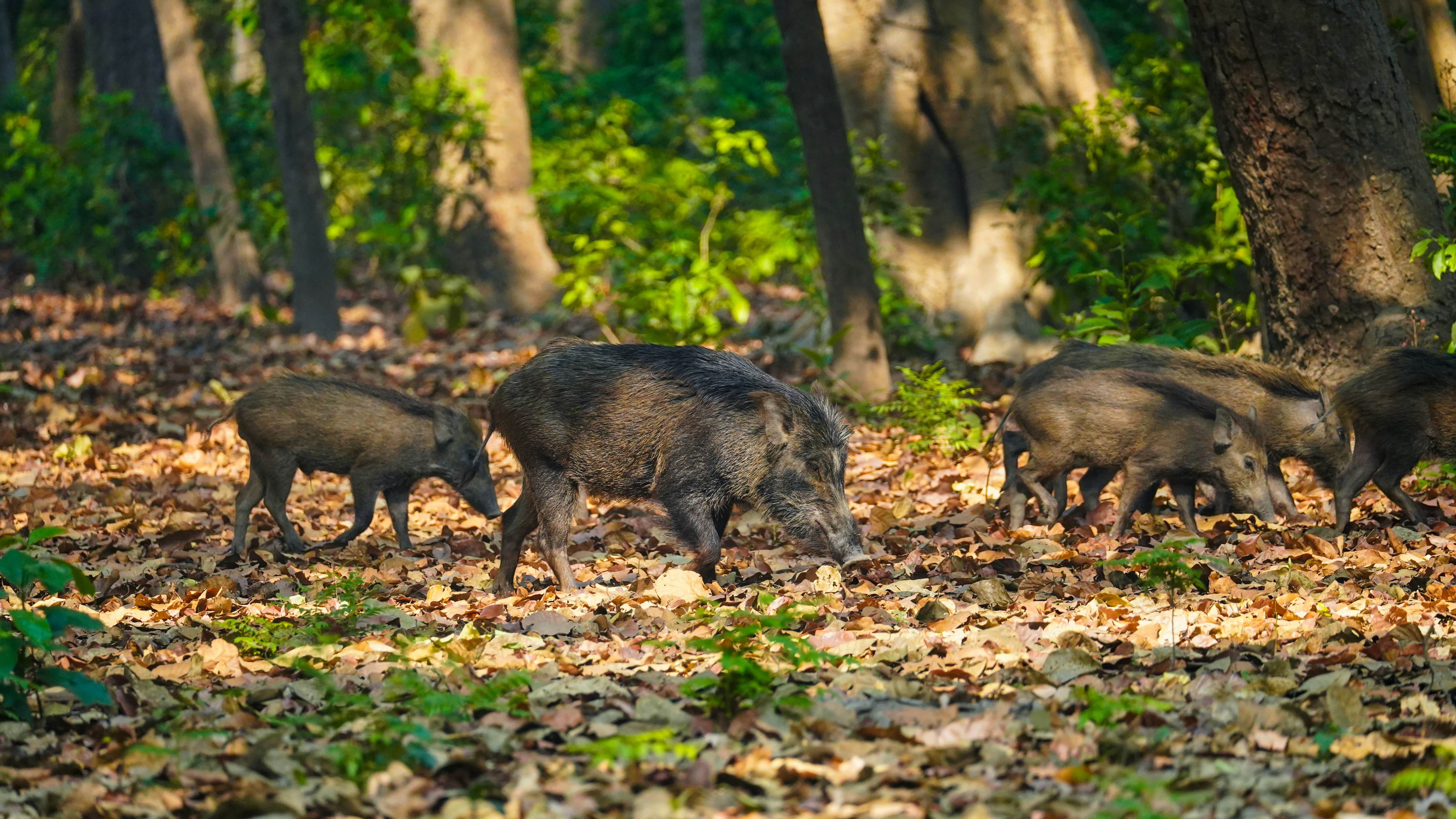 Des sangliers cherchant leur nourriture dans un sol forestier baigné de soleil