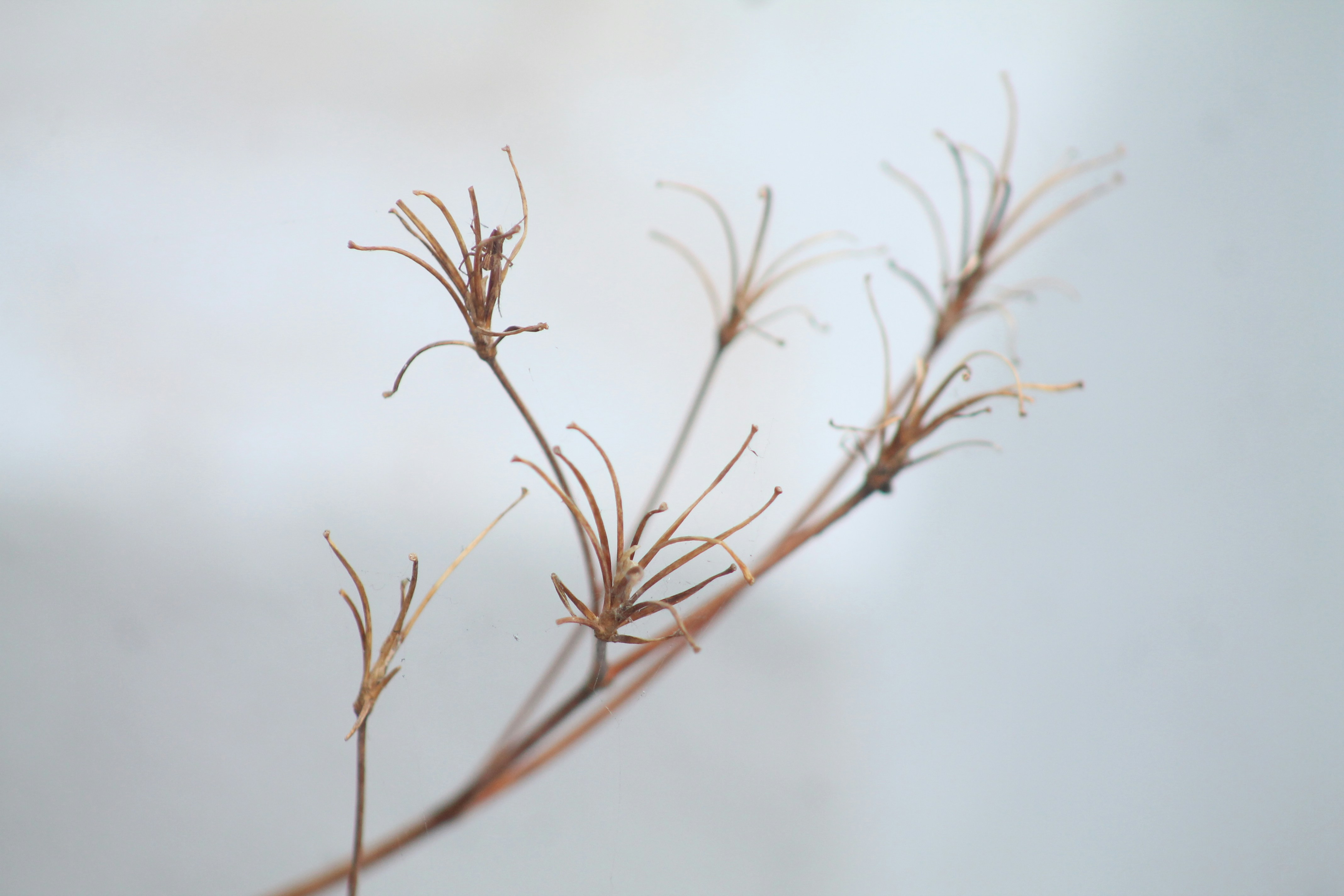 Photo by santoshbayer