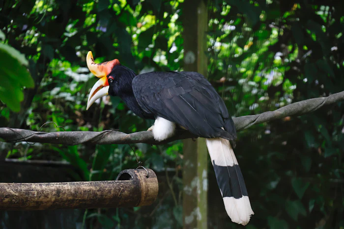 Nashornvogel auf einem Ast im Regenwald von Borneo