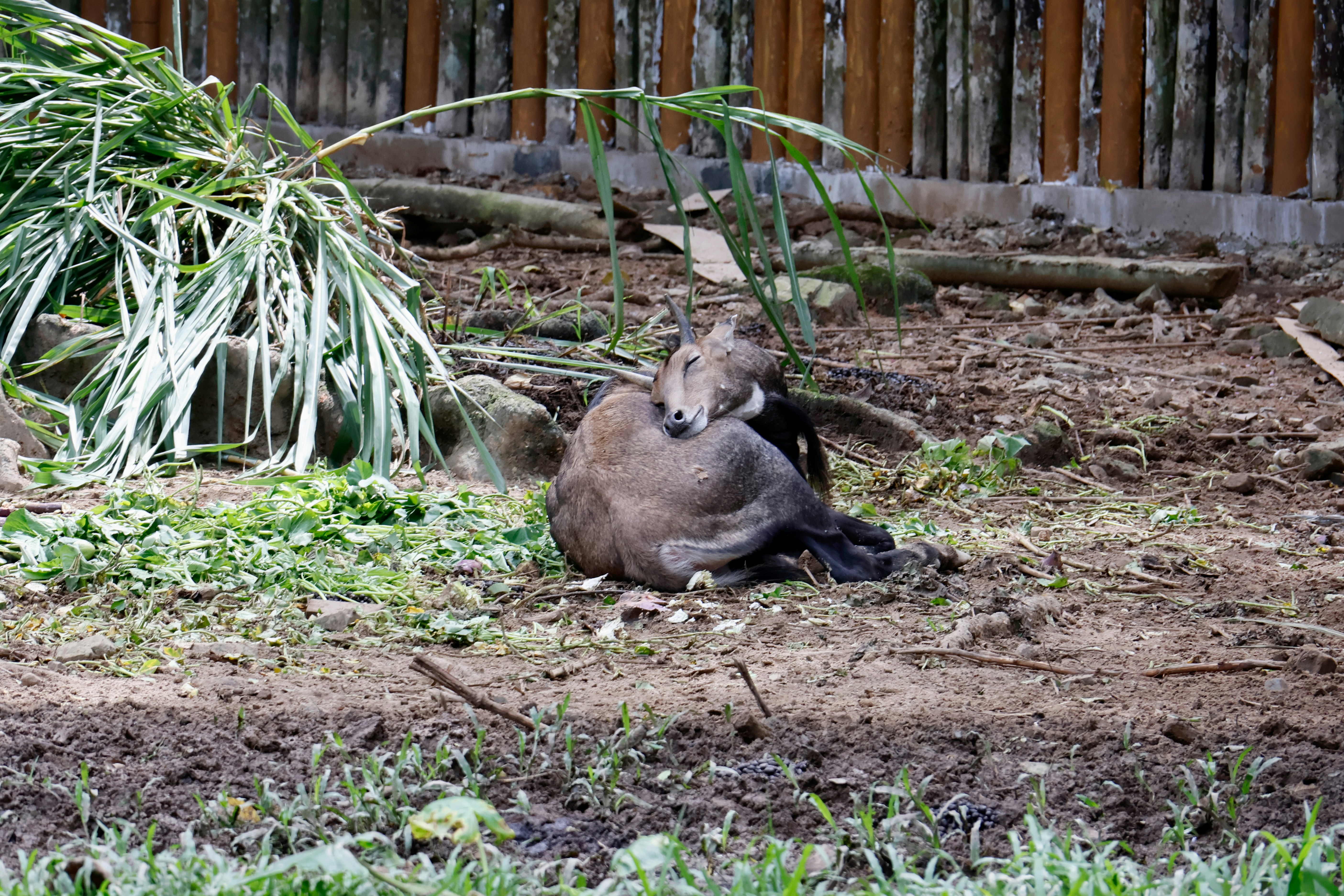 A wild boar rests curled on the ground.