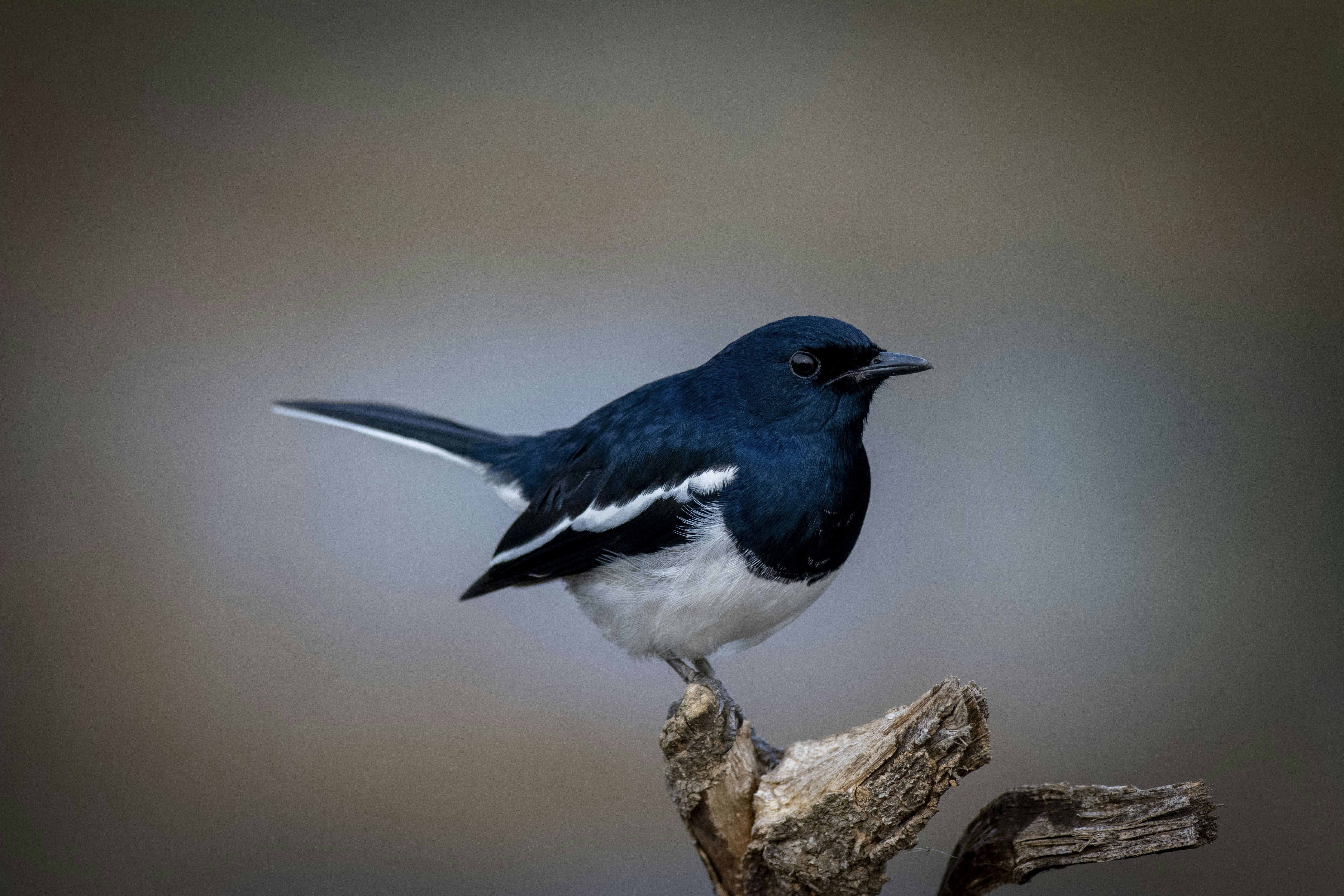 Photo by anand_mahajan1997