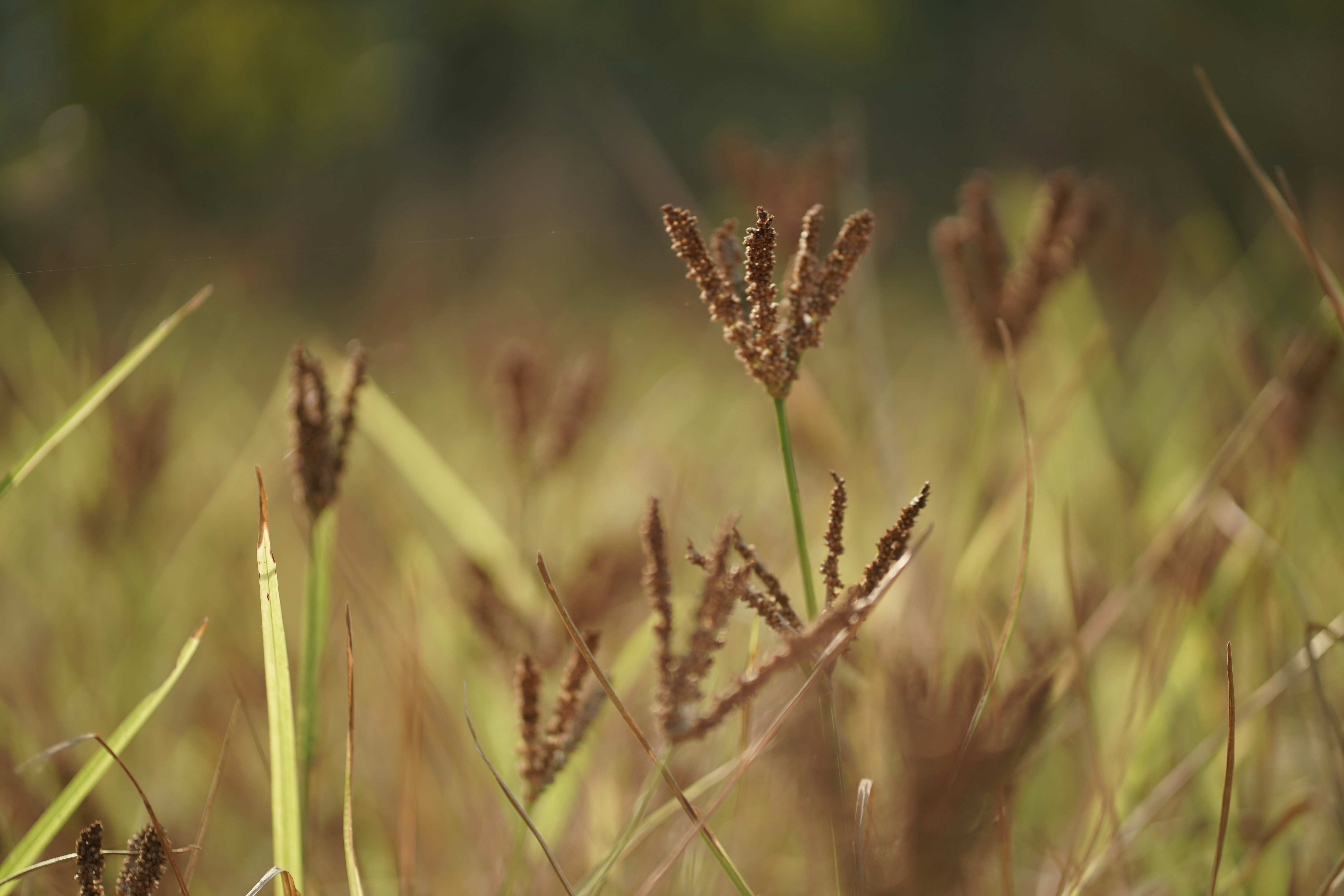 Close-up of dry grass stalks in a field.
