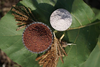 Amaranth seeds and flour on a large green leaf.