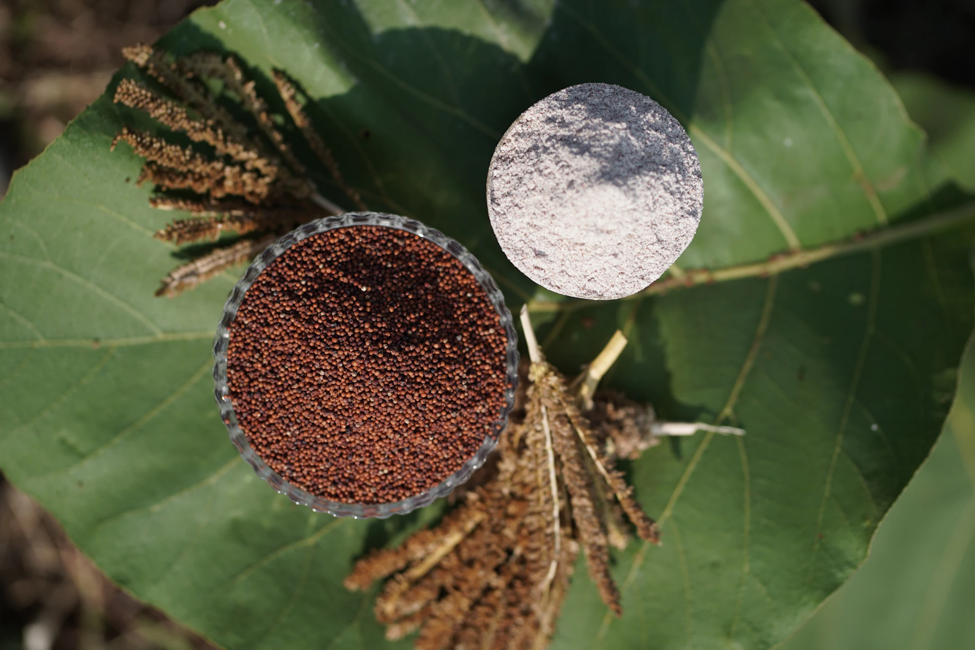 Amaranth seeds and flour on a large green leaf