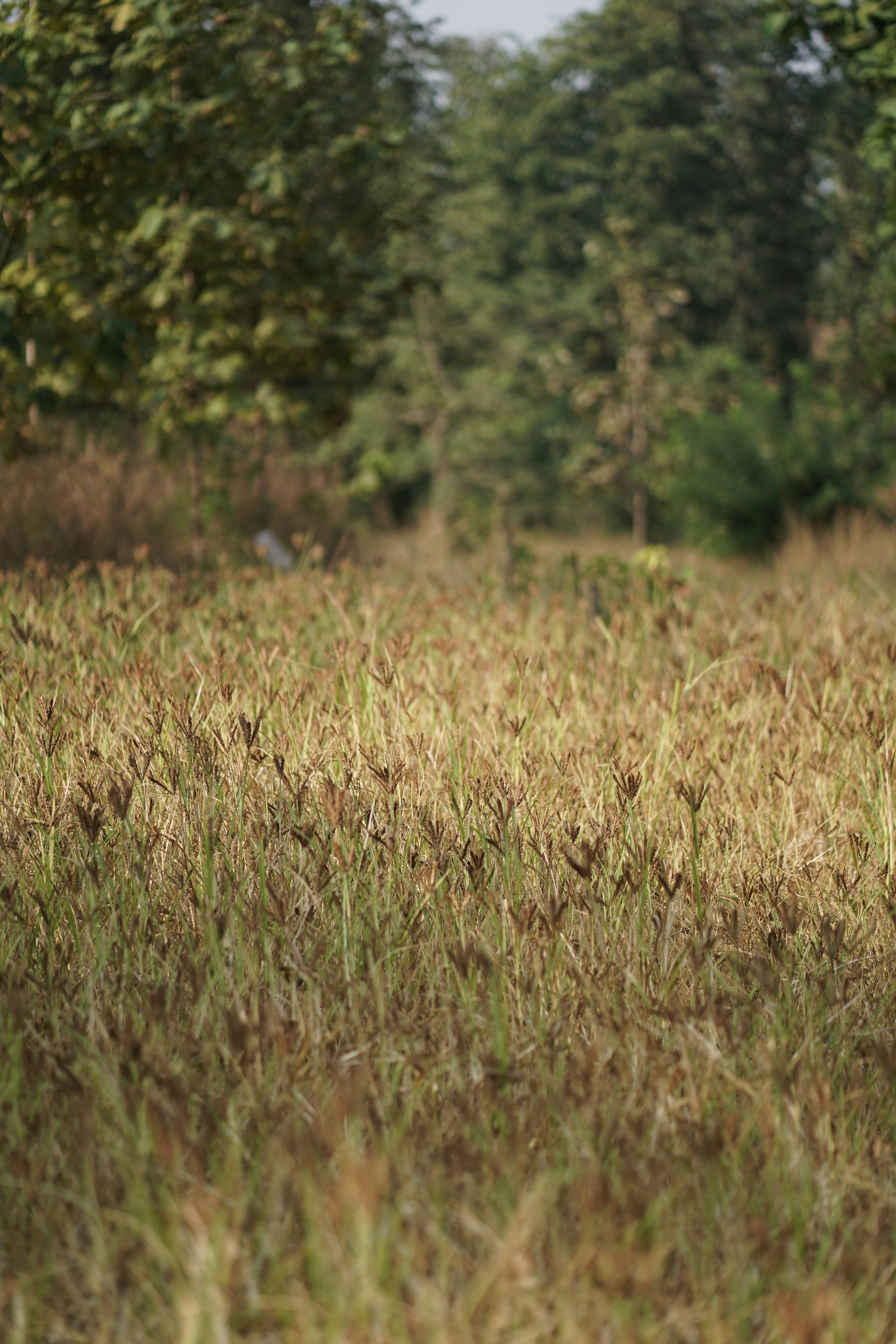 Photo by ikshanaproductions