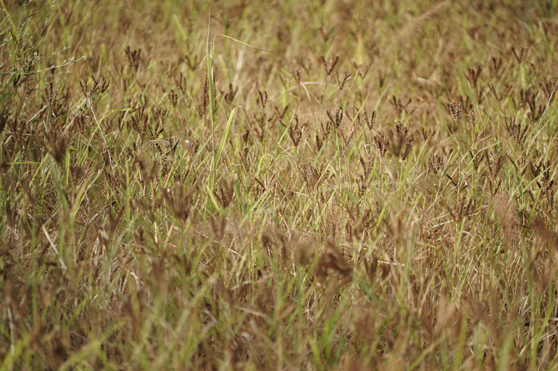 Dry patchy brown lawn with bare spots before fertilization program