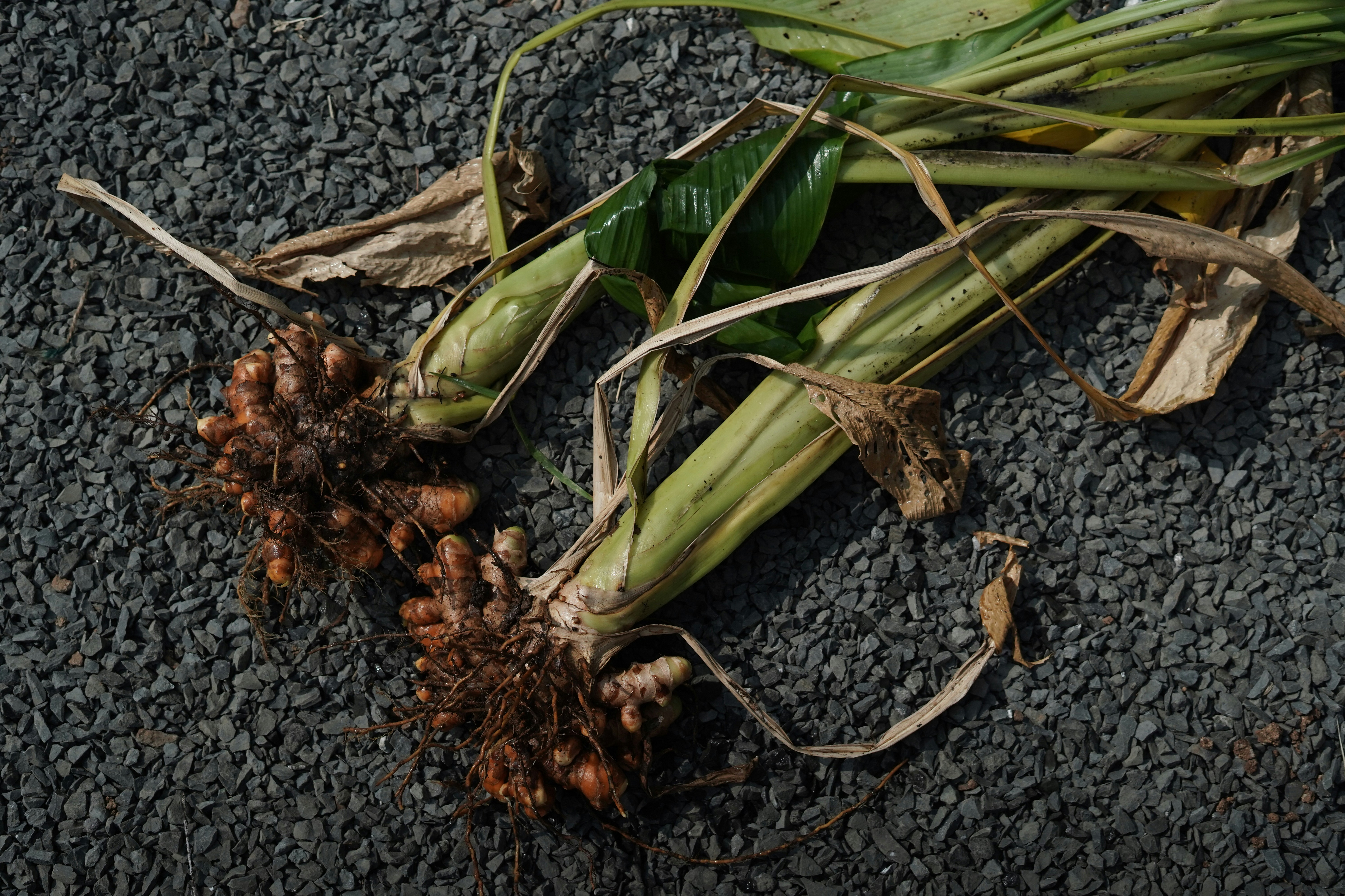 Freshly harvested turmeric roots with green stalks