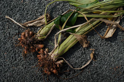 Astragalus Root