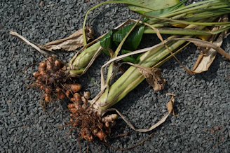 Freshly harvested turmeric roots with green leaves