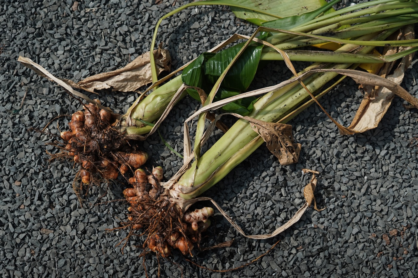 Peruvian turmeric roots with leaves