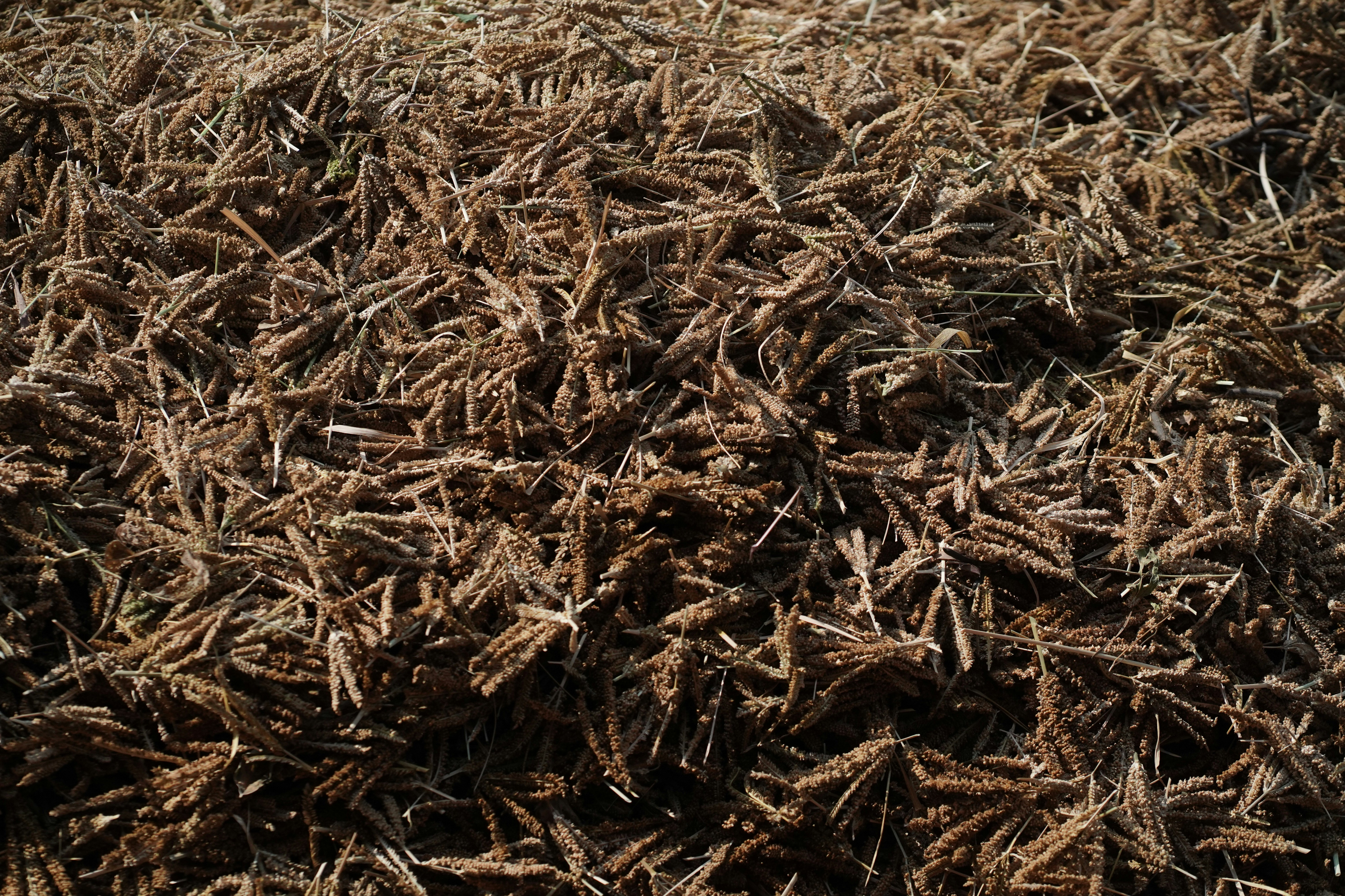 Close-up view of dried millet seeds in a pile