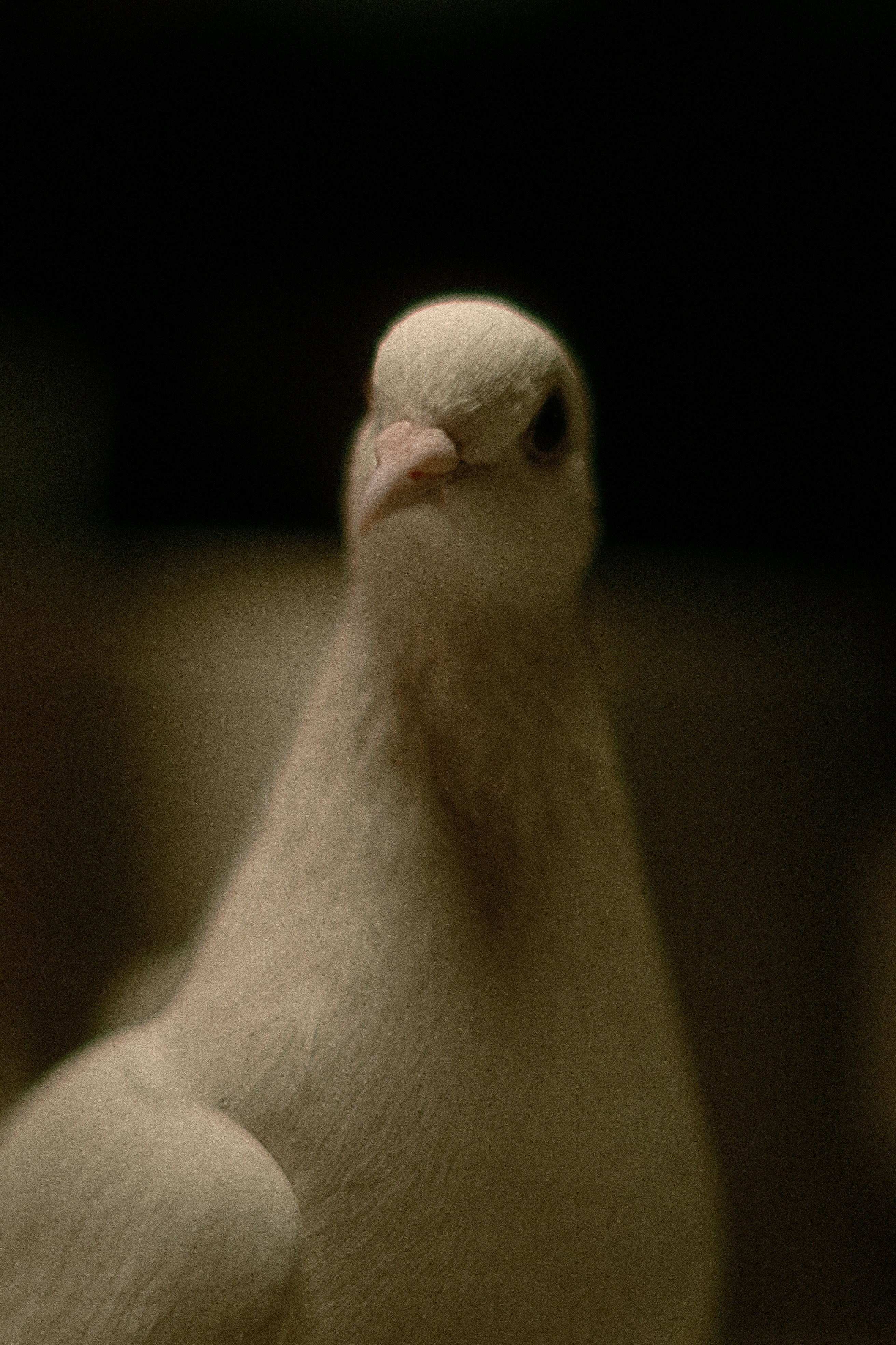 A close-up of a white dove's head.