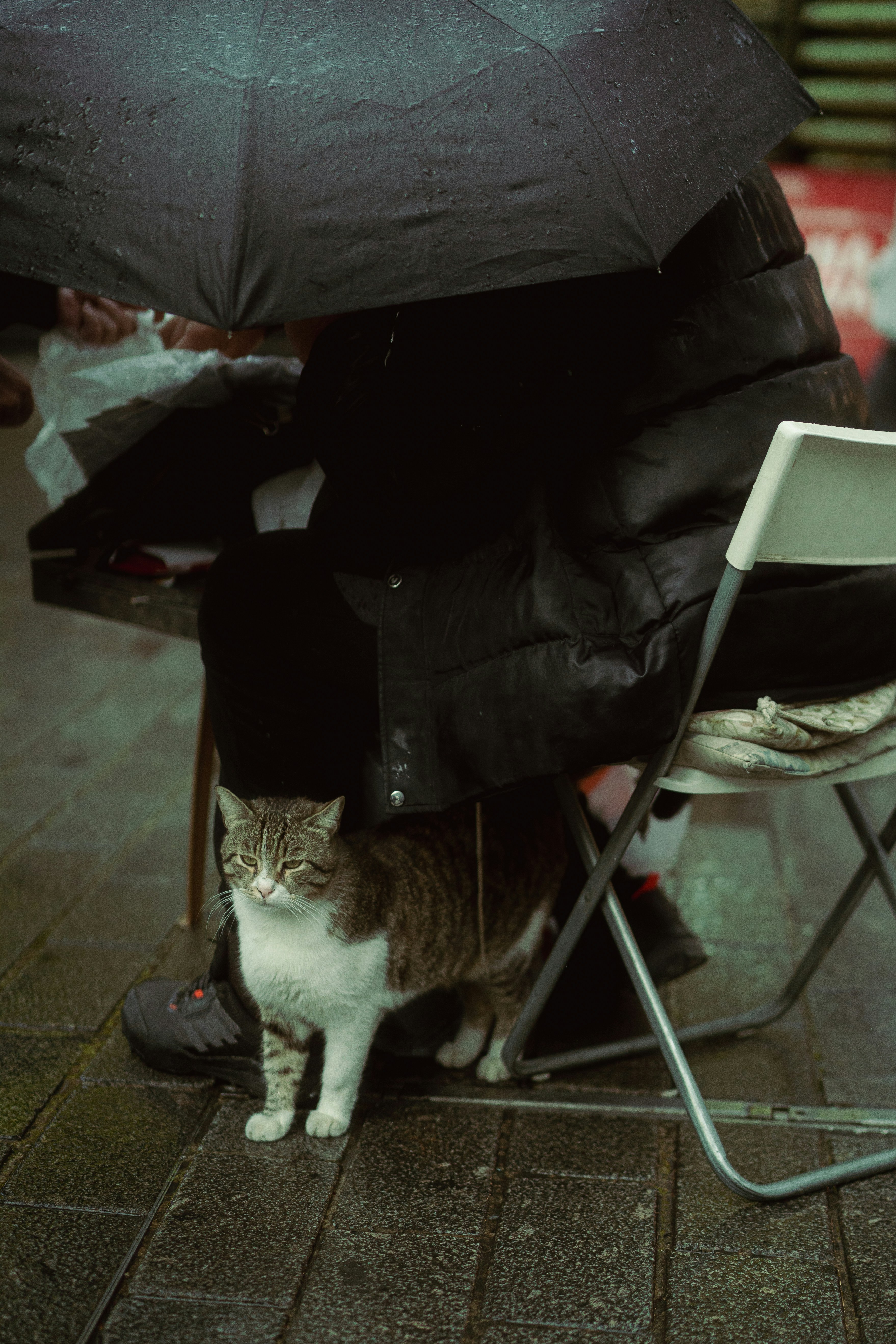 A cat sits under an umbrella with a person.