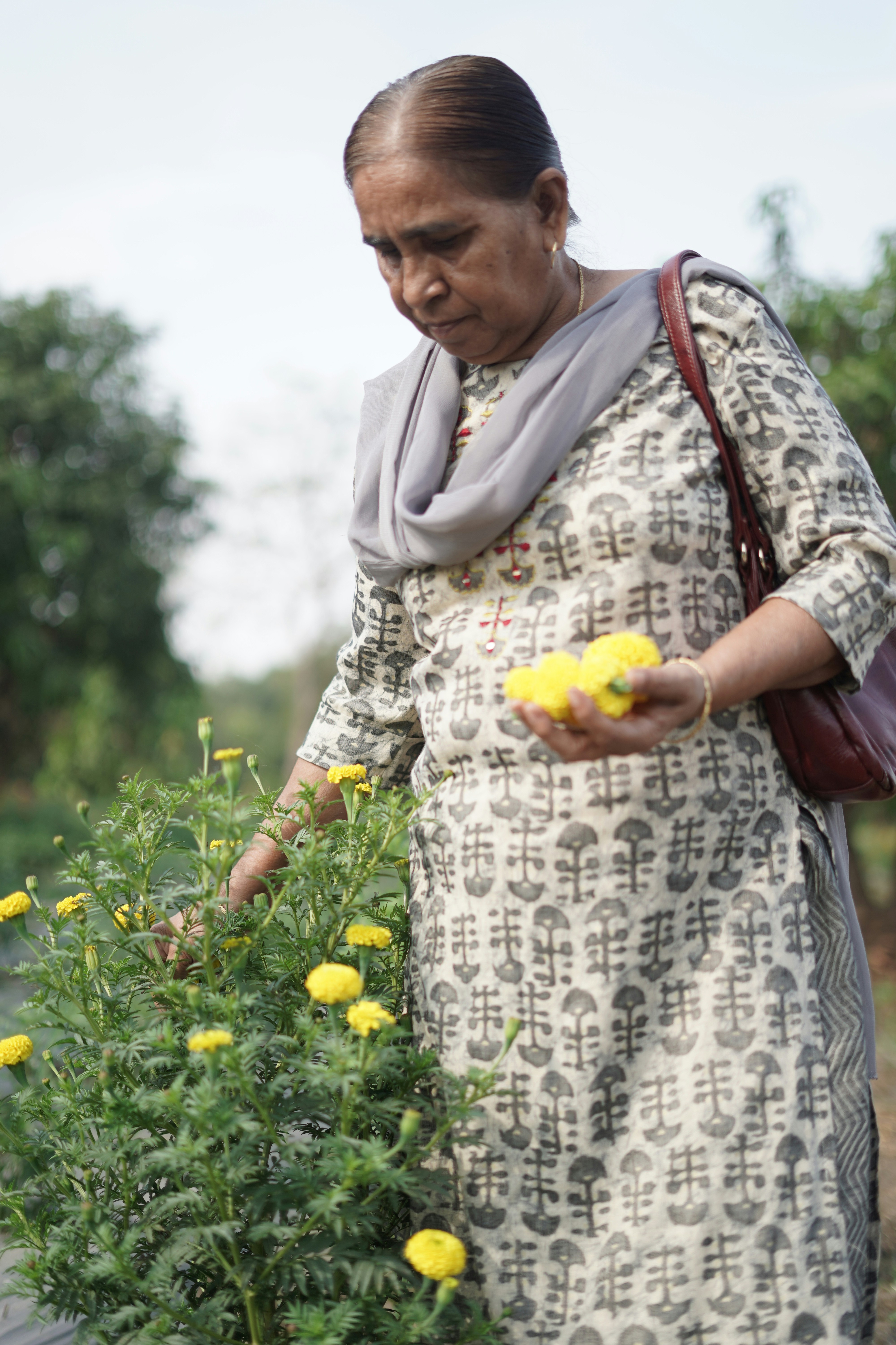 Elderly woman picking yellow flowers in a garden.