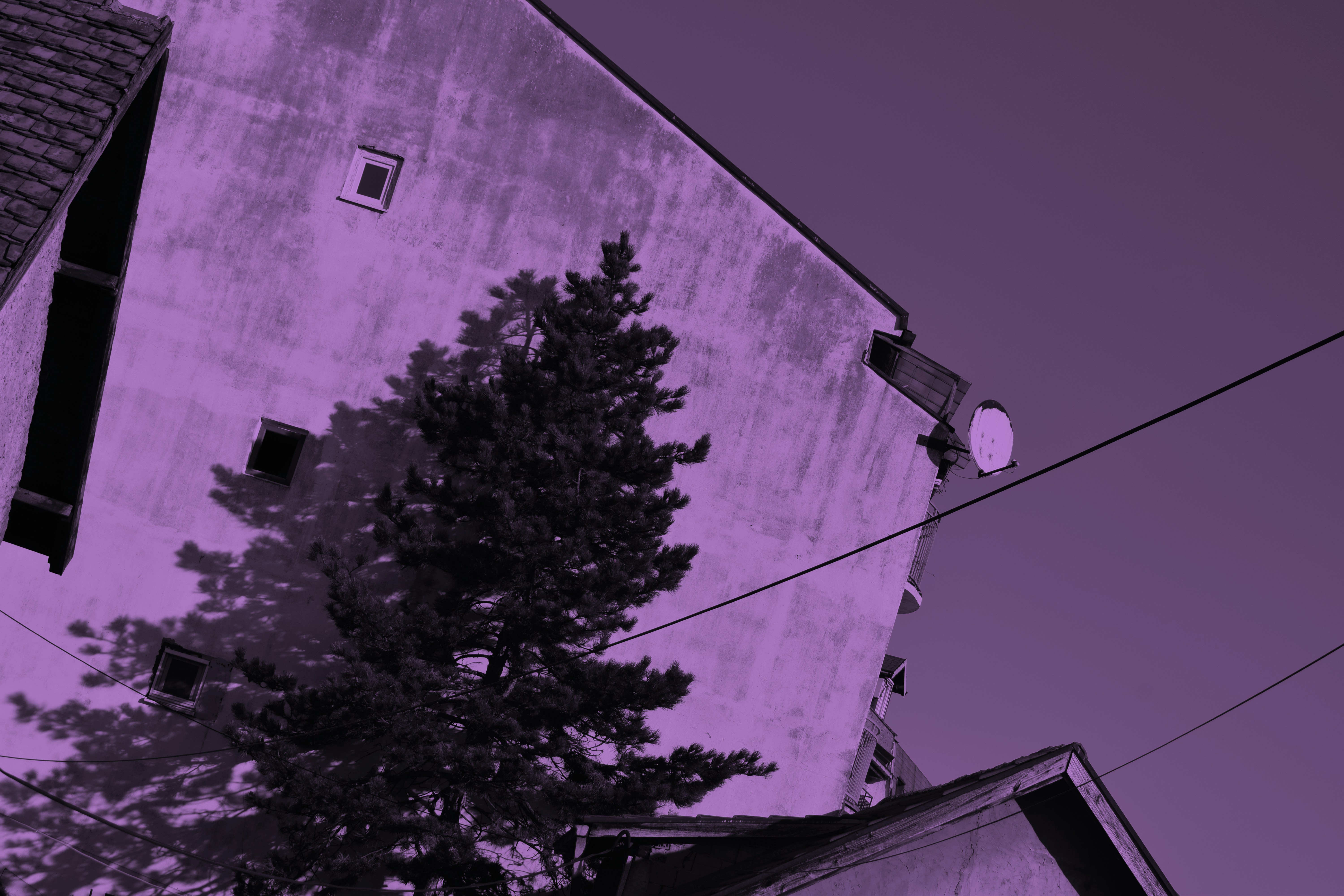 A stark, purple-tinted view of a building and tree.