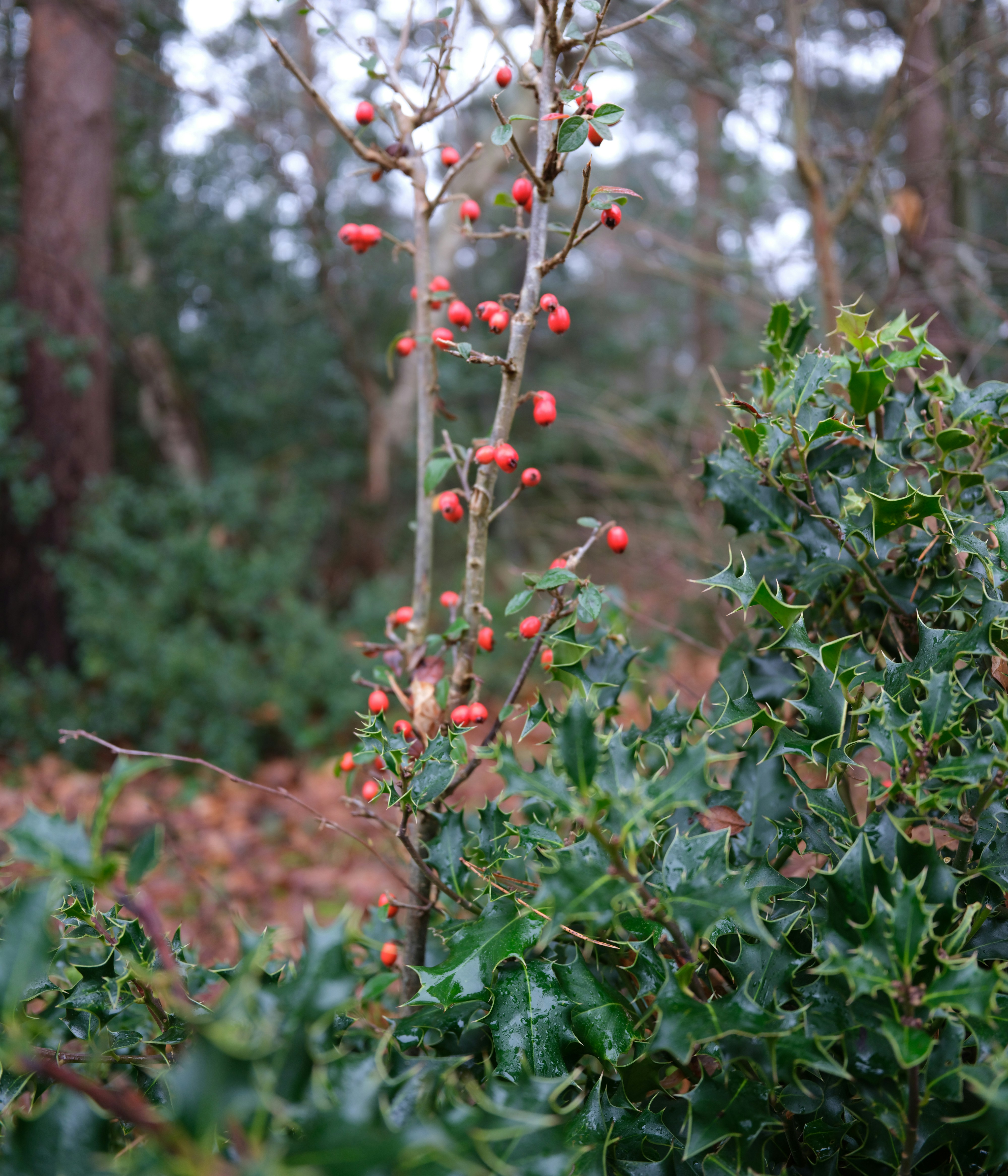 Photo by tanyabarrow