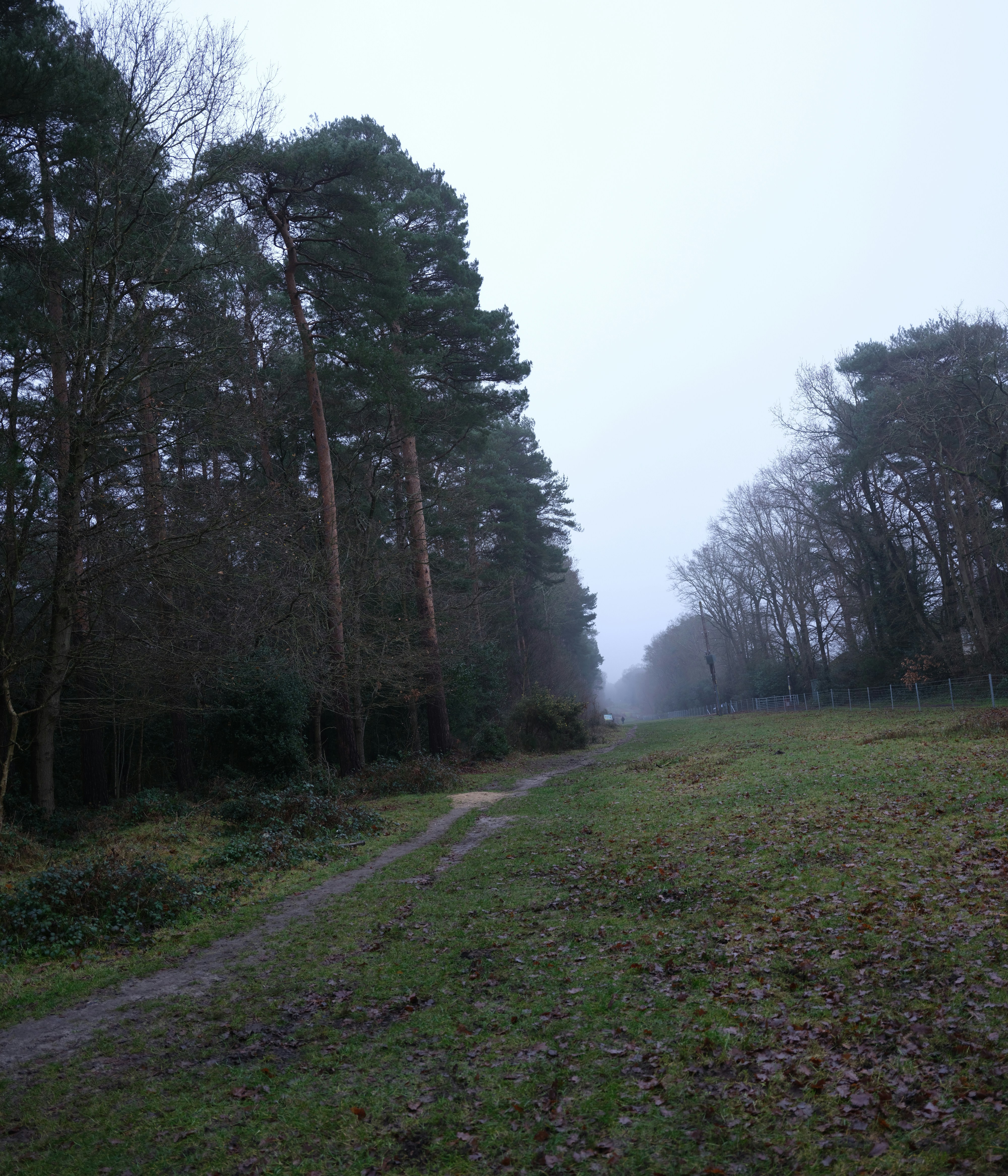 winter forest trail, wallpaper, Best Footwear for Hiking in Mud & Slush 2