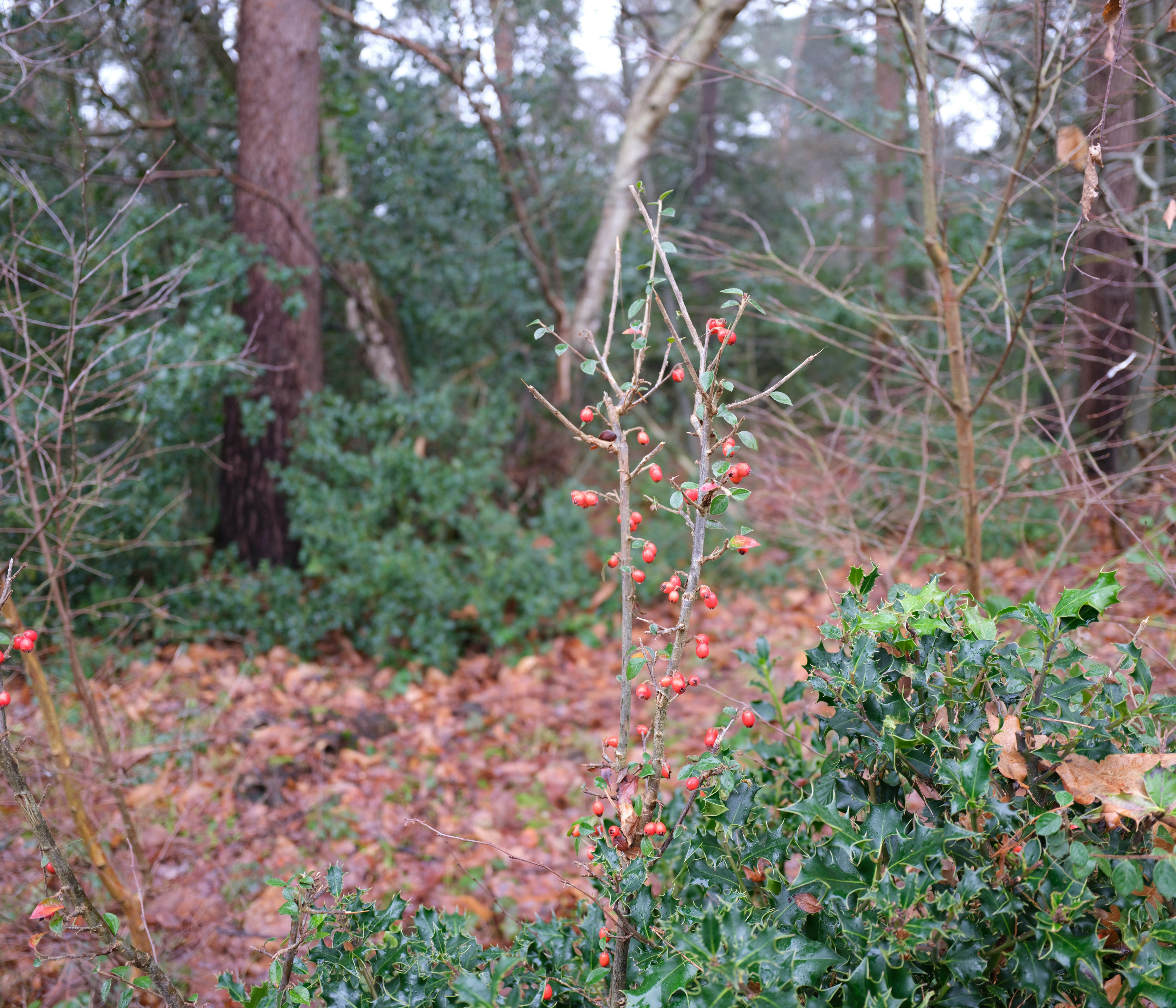 Photo by tanyabarrow