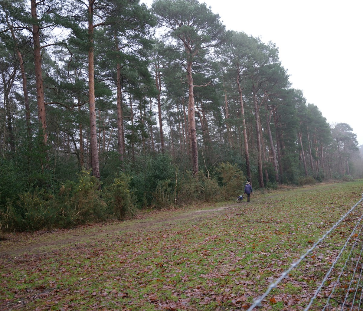 Person walking a dog along a forest path with trees on both sides