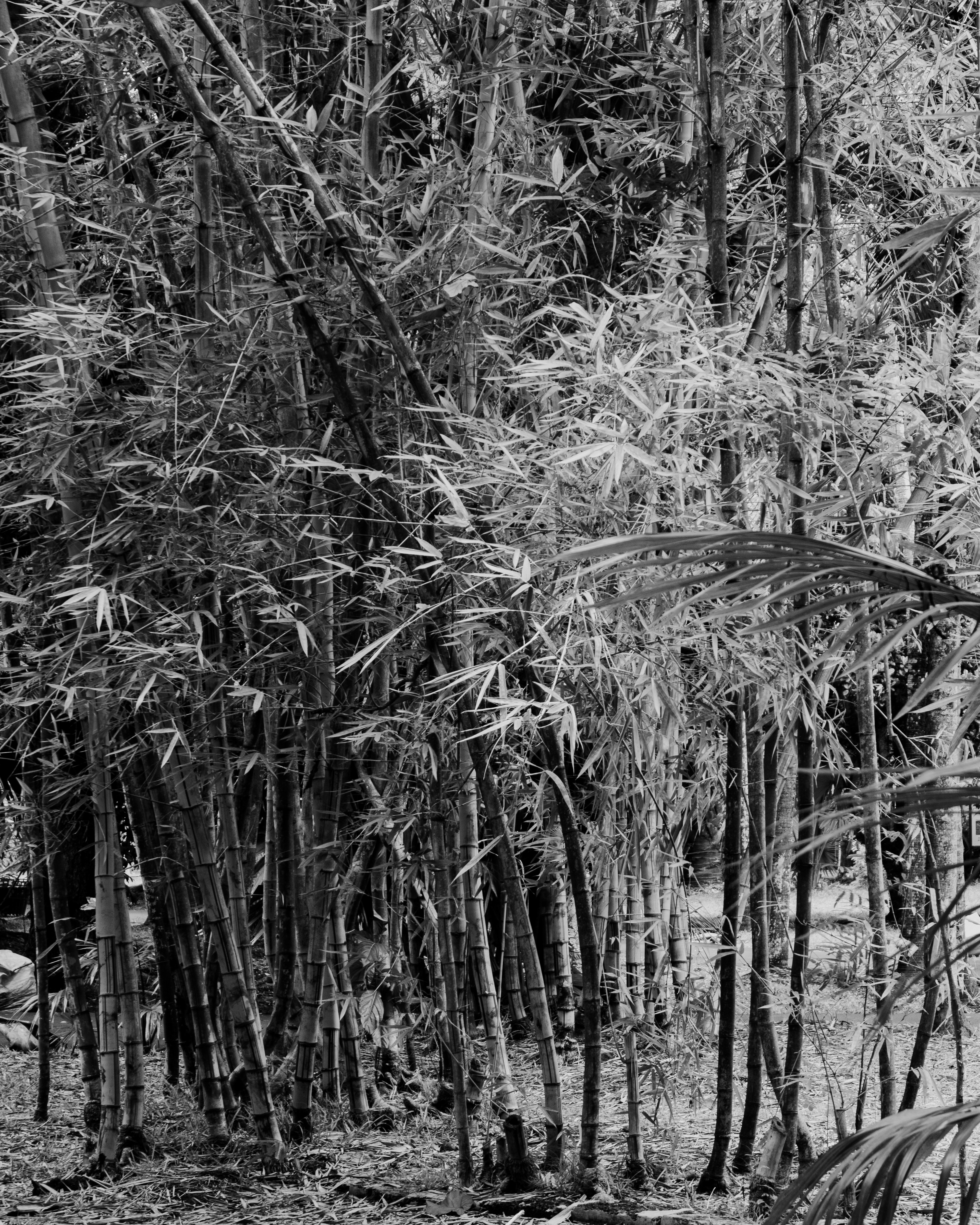 forest wallpaper serene, wallpaper, Camping While Pregnant: Essential Tips 5