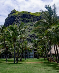 Palm trees in front of a rocky mountain and building.