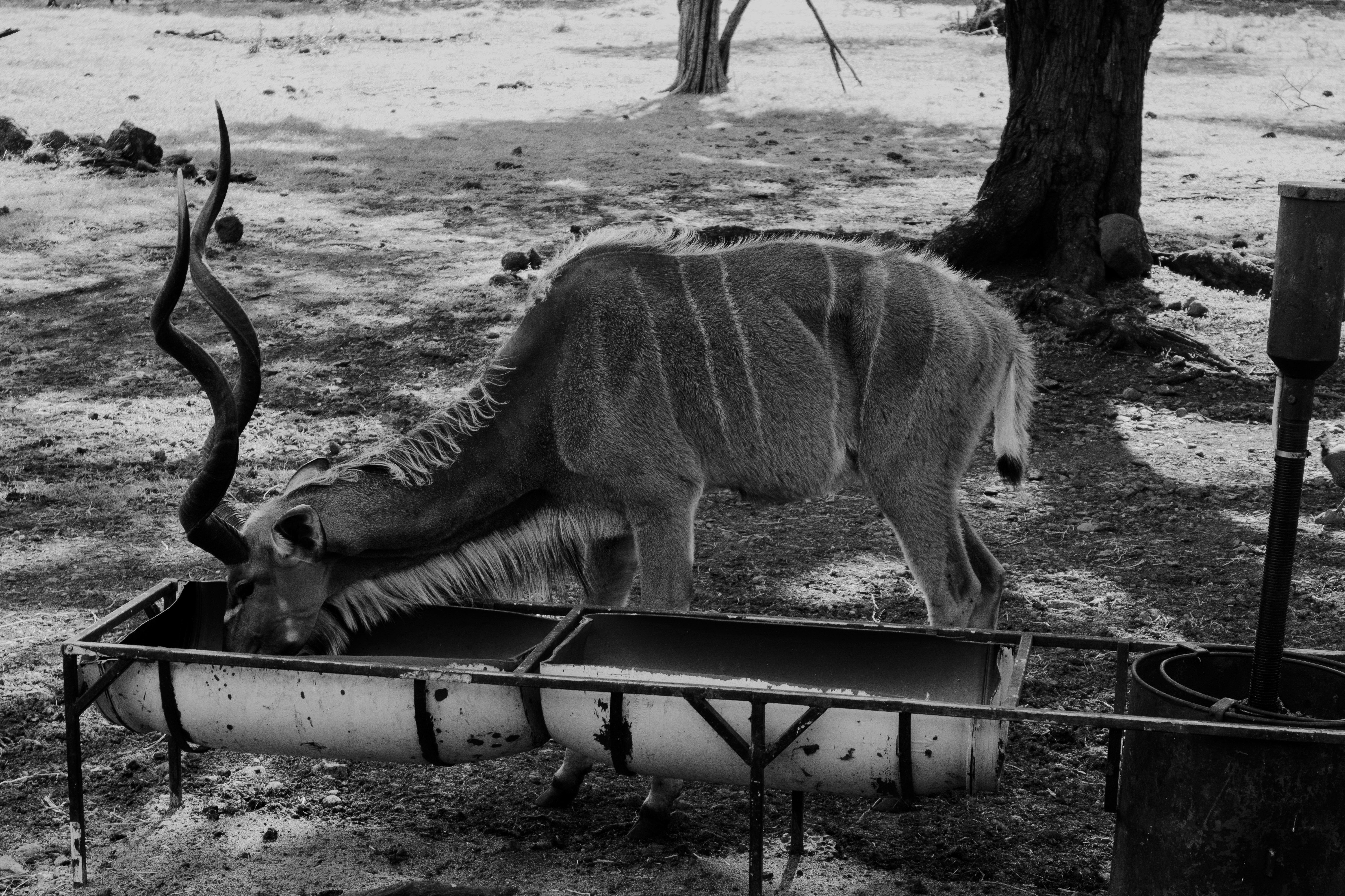A kudu drinks water from a trough