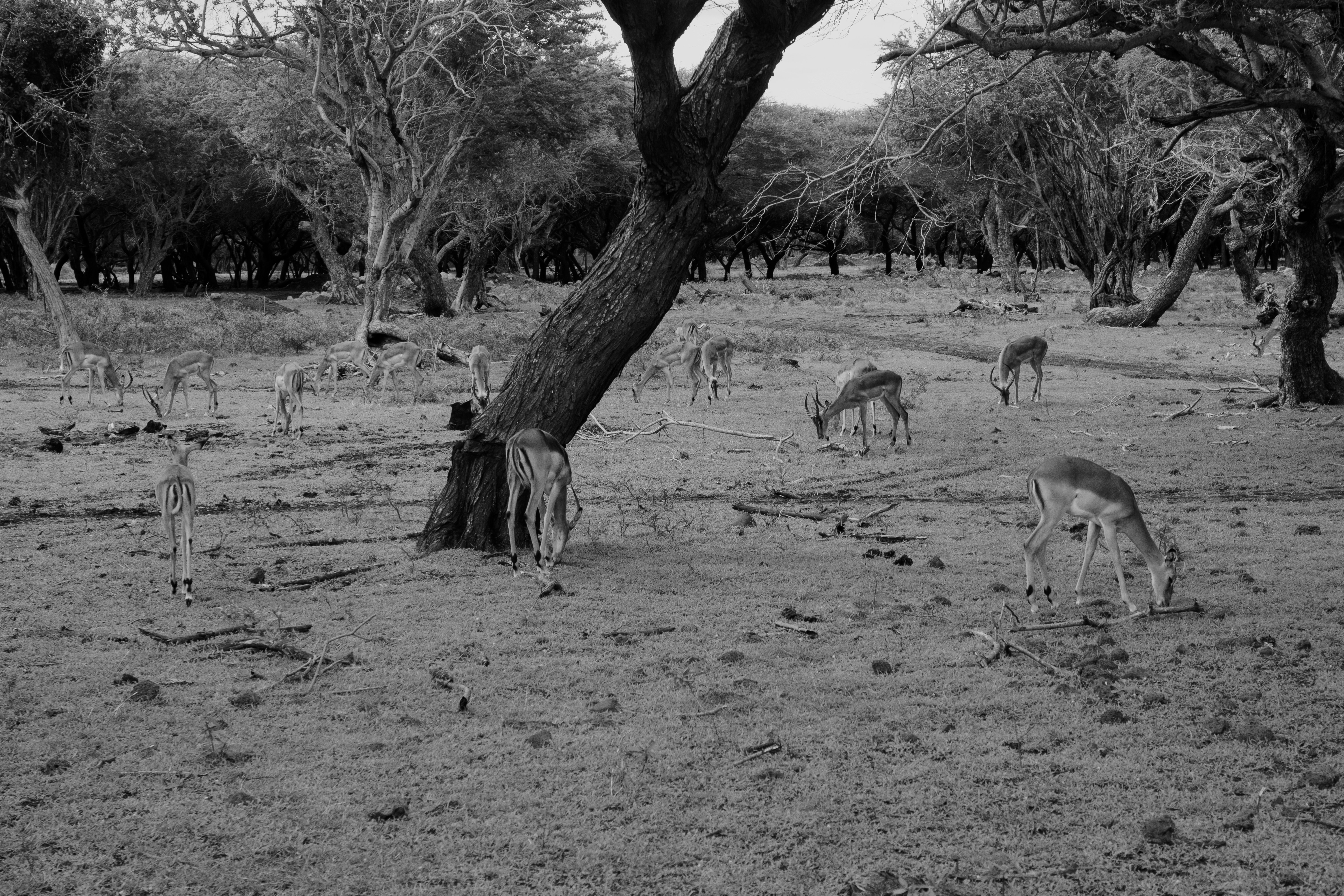 Una manada de gacelas pastando en una sabana seca y boscosa.