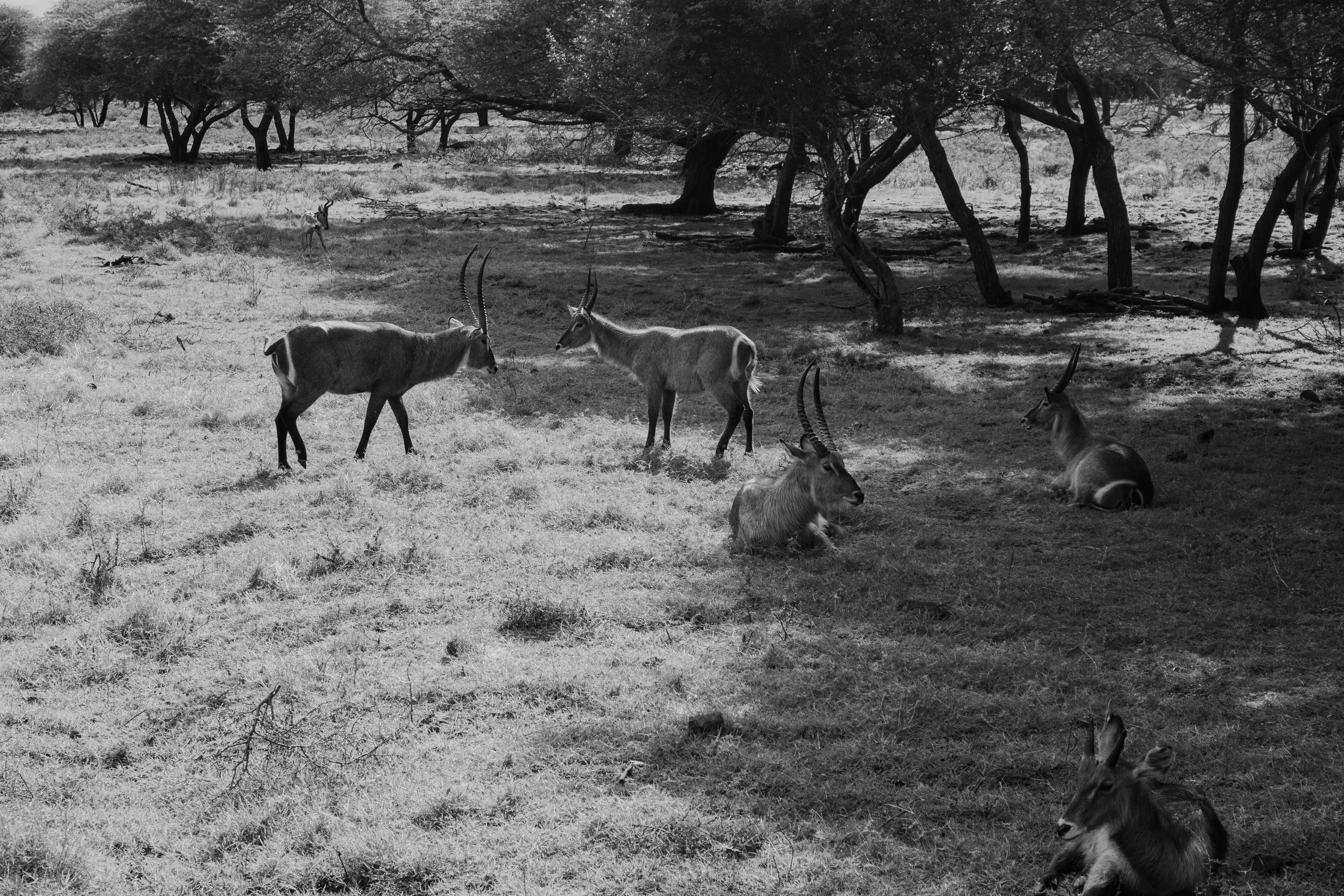 Varios antílopes descansan y se encuentran en una zona boscosa y cubierta de hierba.