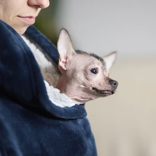 A small dog peeks out from a blue blanket.