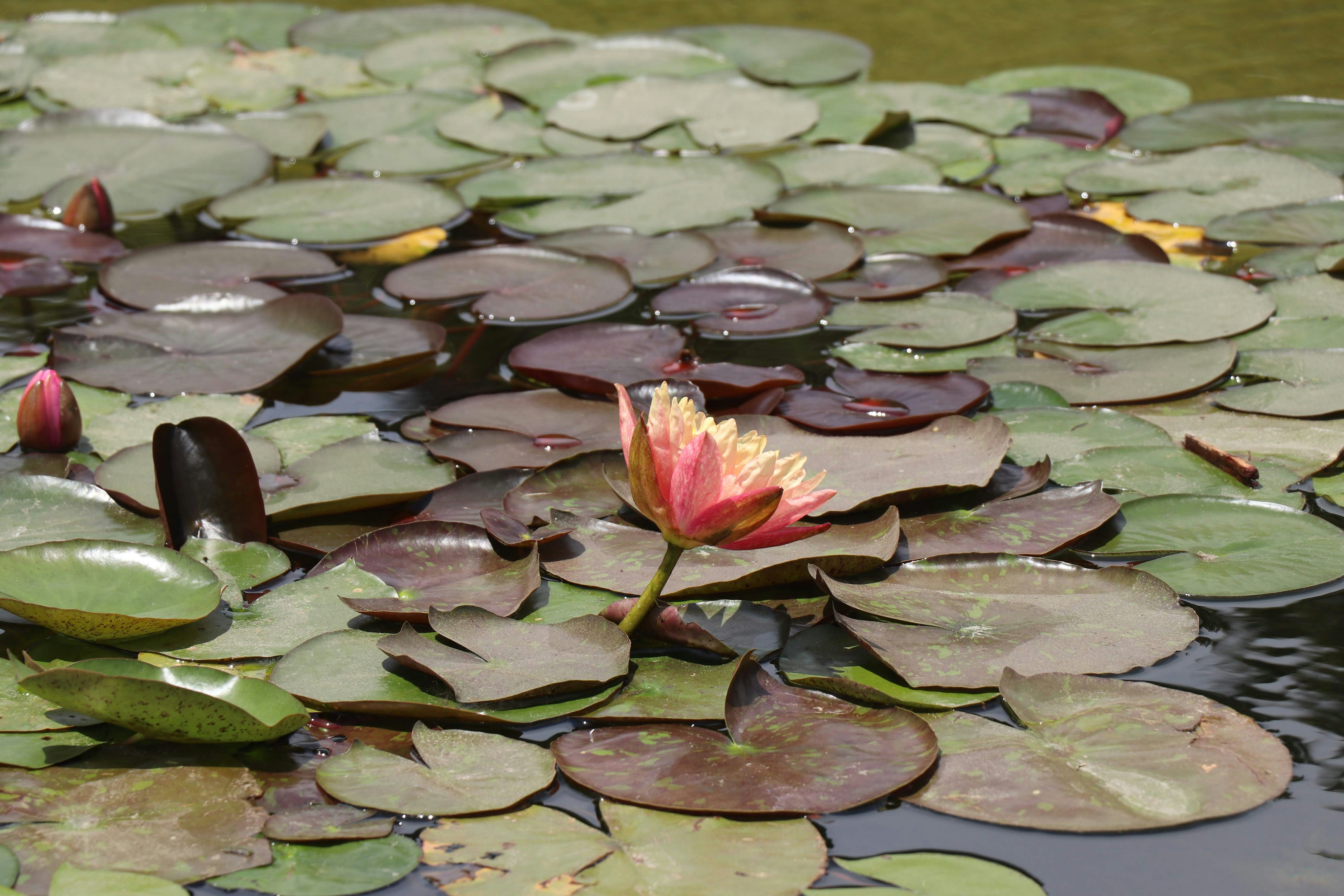 Photo by decofernandes