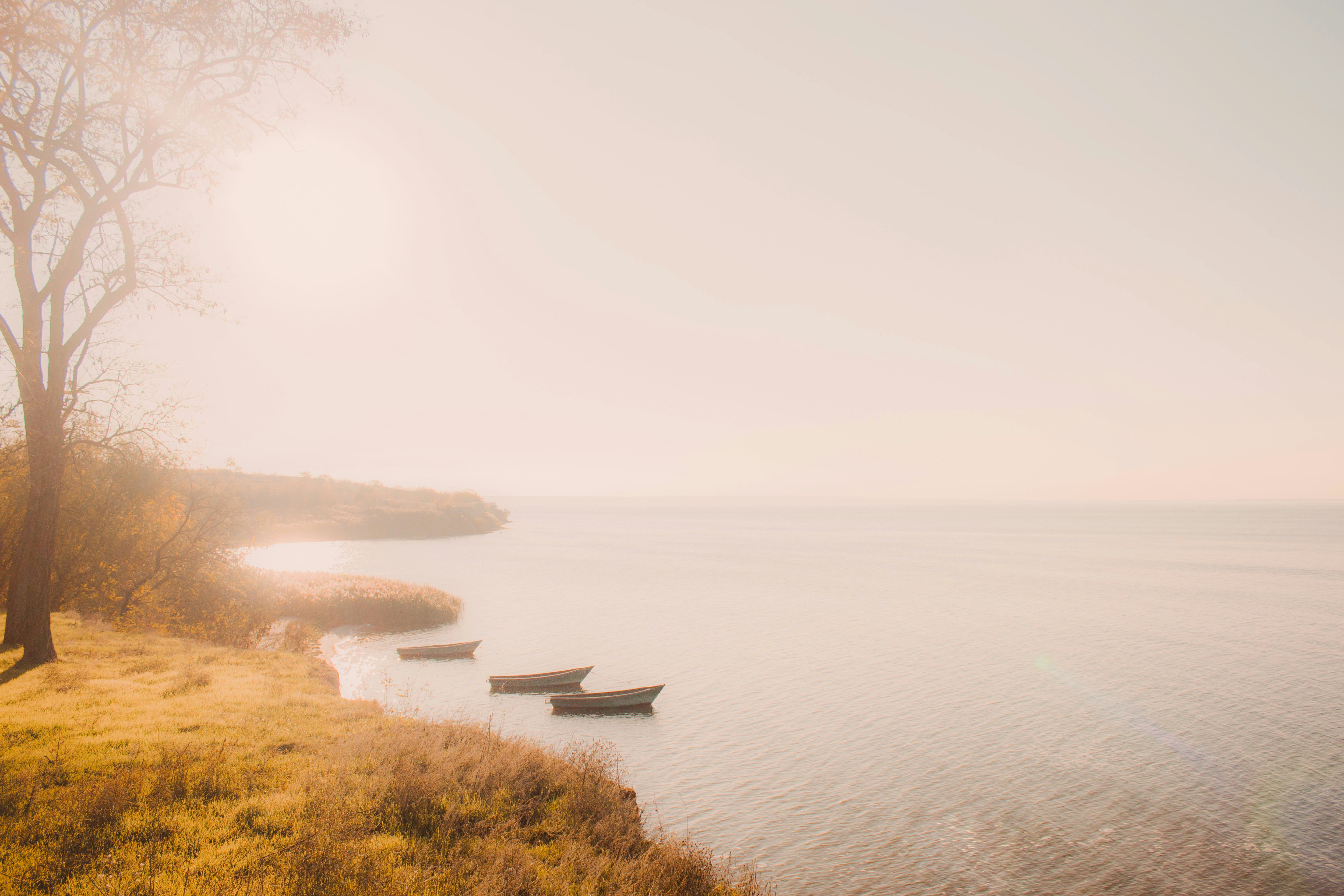 Rowboats moored along a misty, autumn shoreline