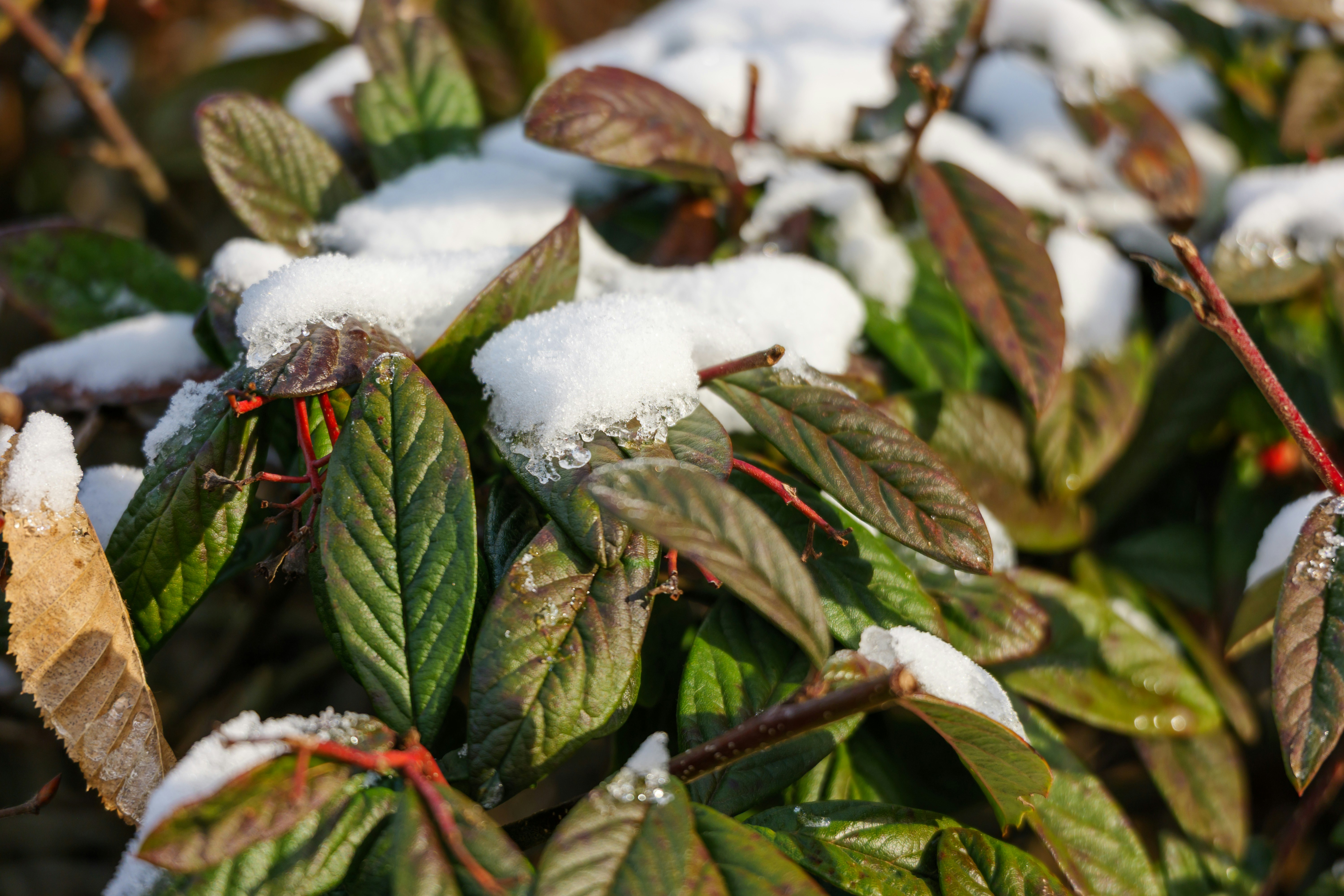 Green leaves covered in fresh white snow
