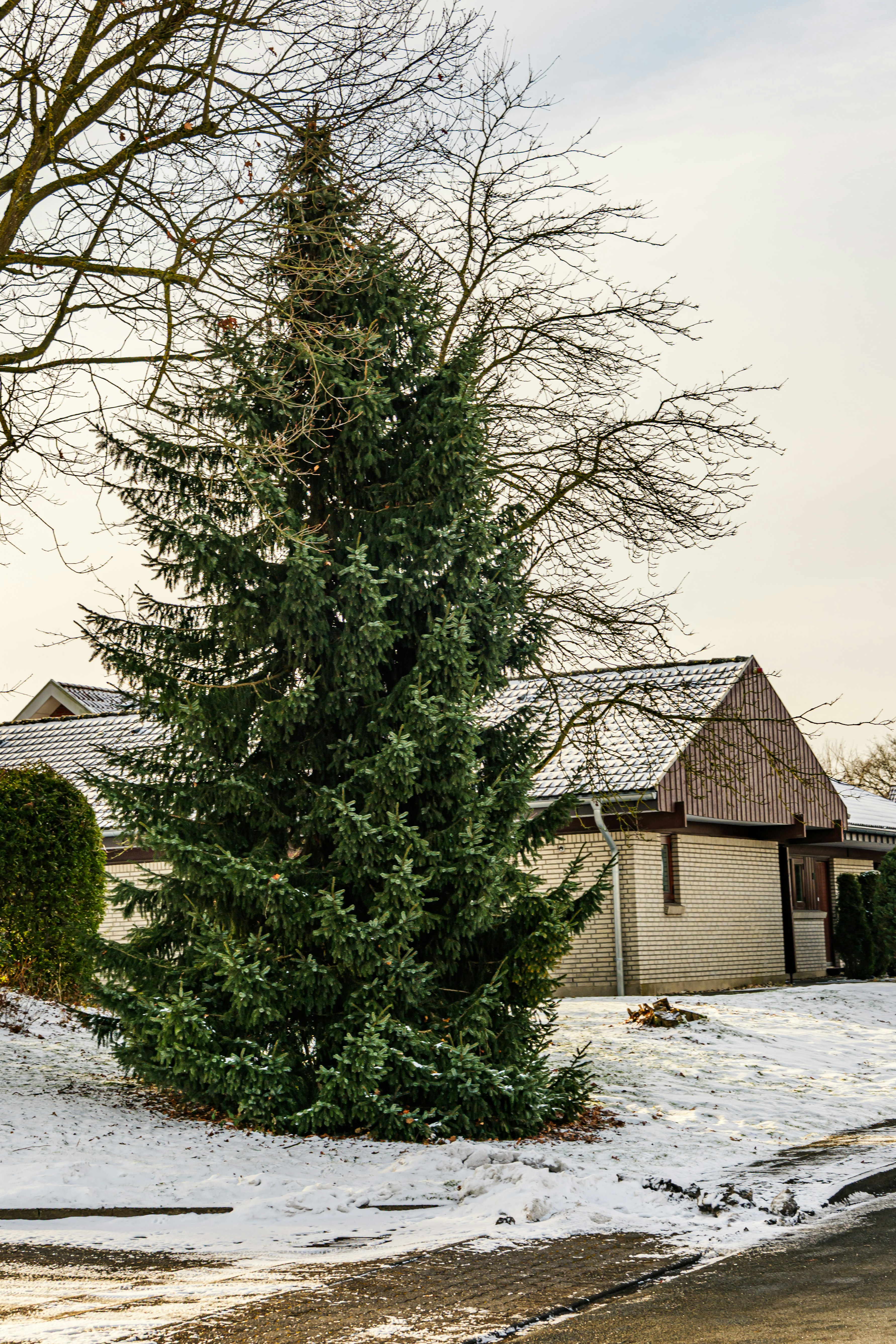 A tall evergreen tree stands in a snowy yard.