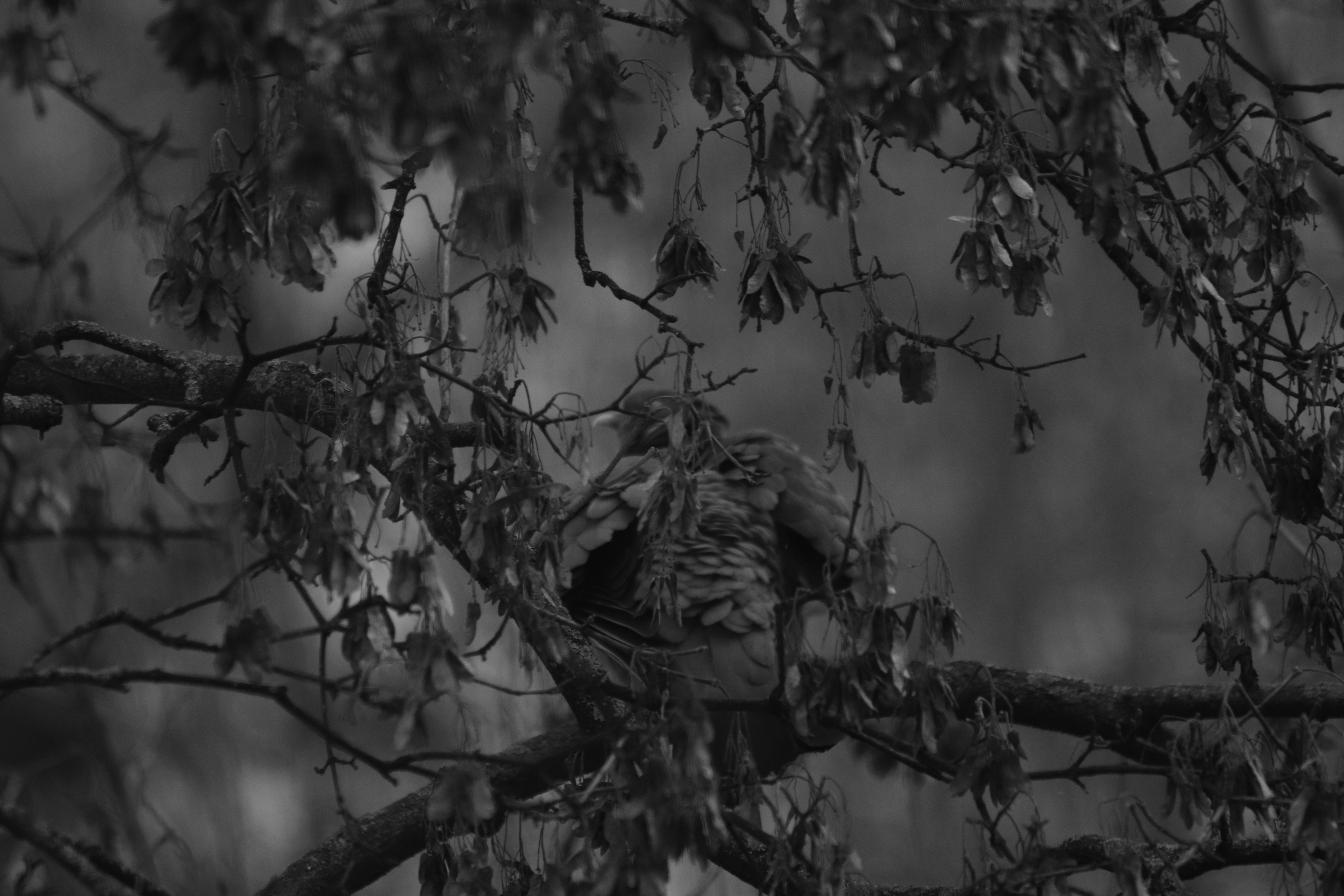 A bird sits camouflaged in a tree branch.