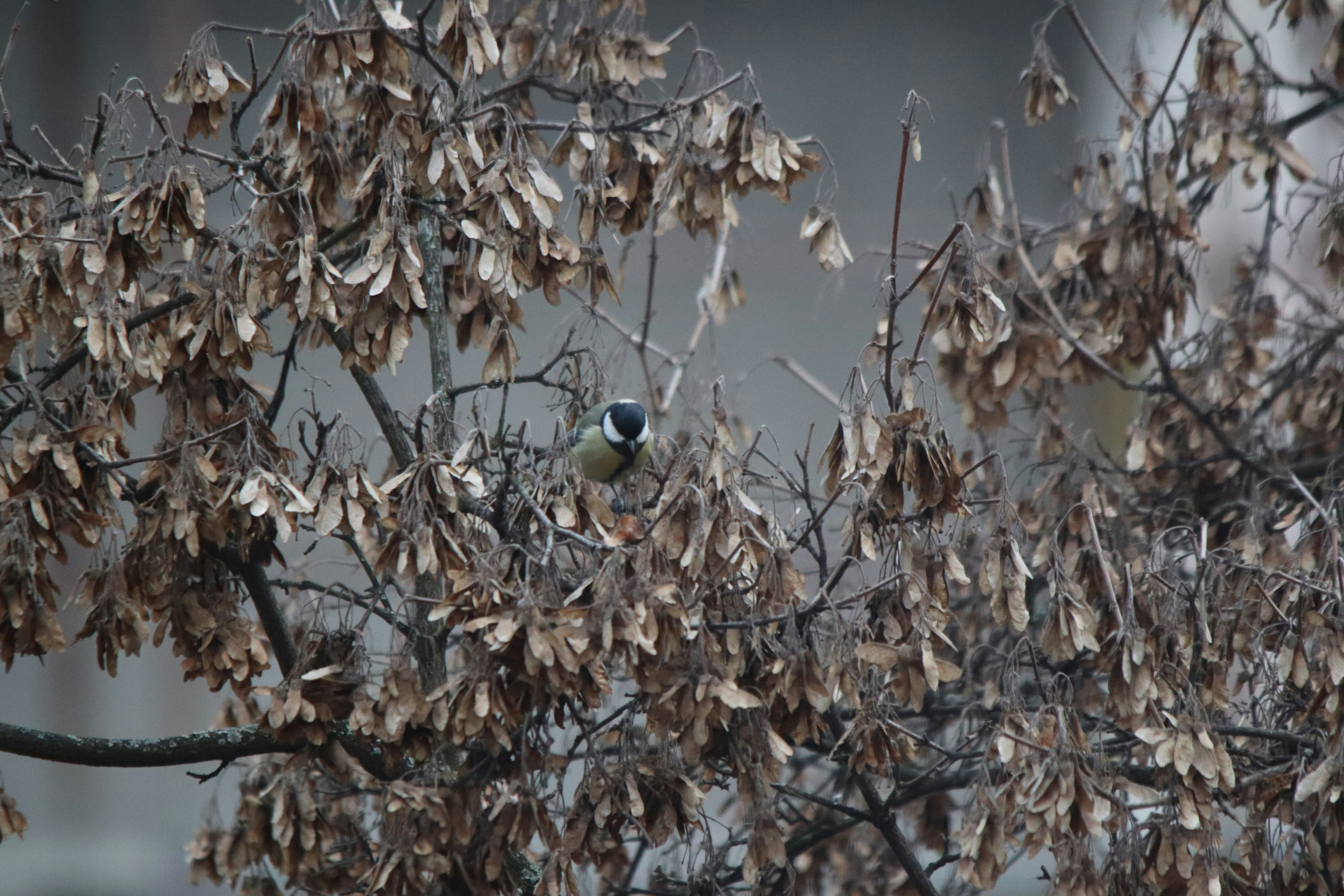 A small bird perched on a bare tree branch.