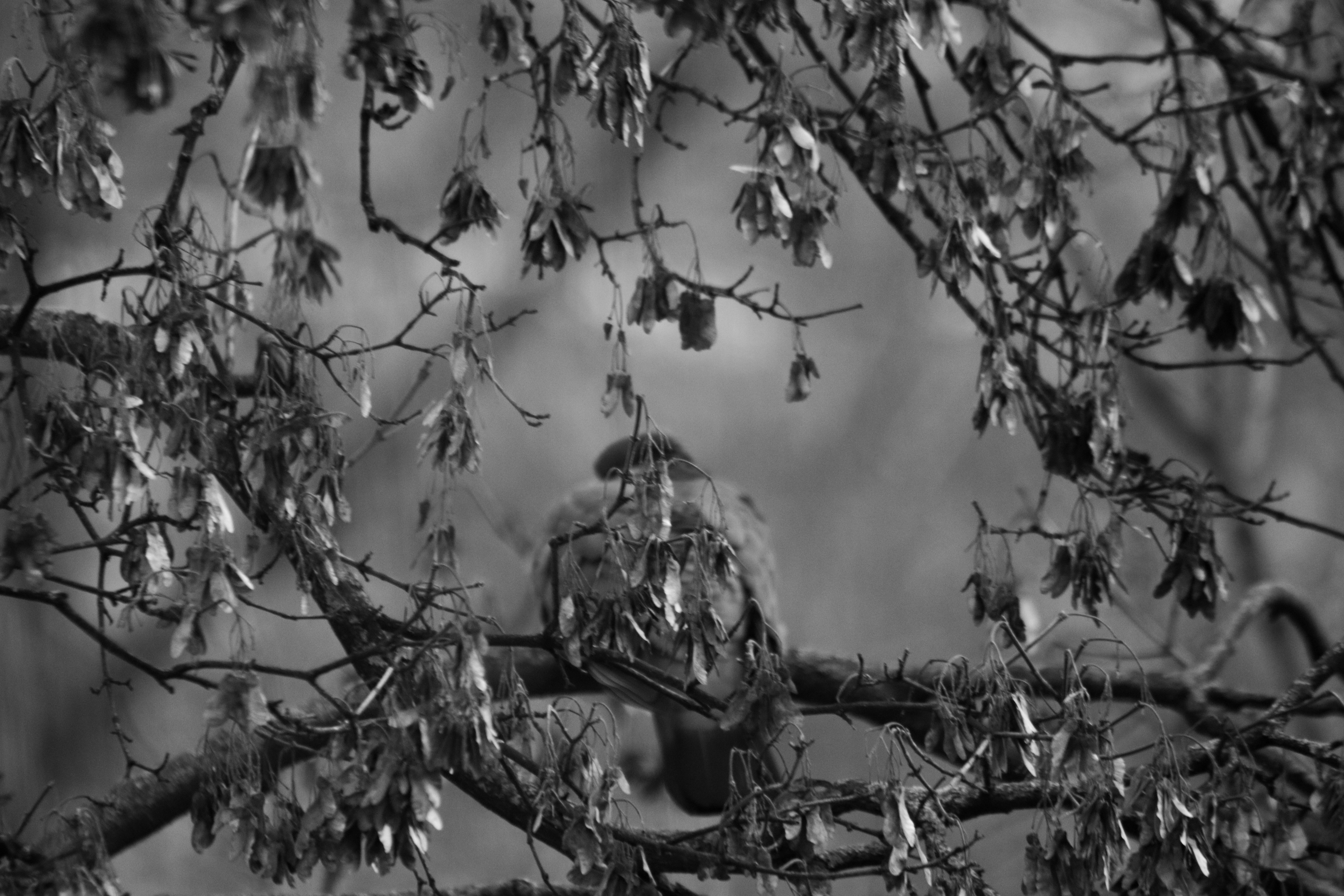 A hawk perched on a tree branch amidst foliage