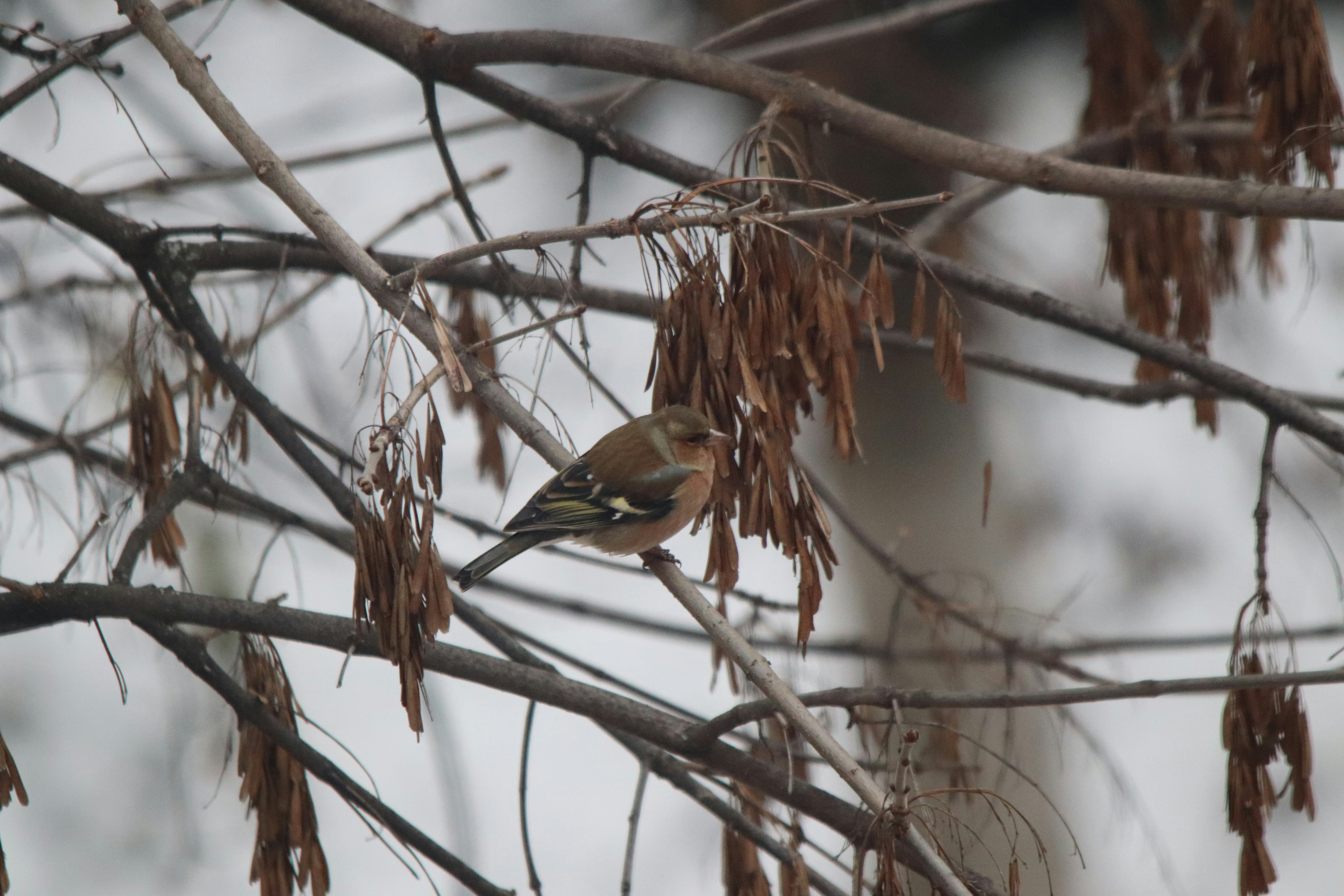 A small bird perched on a bare tree branch.