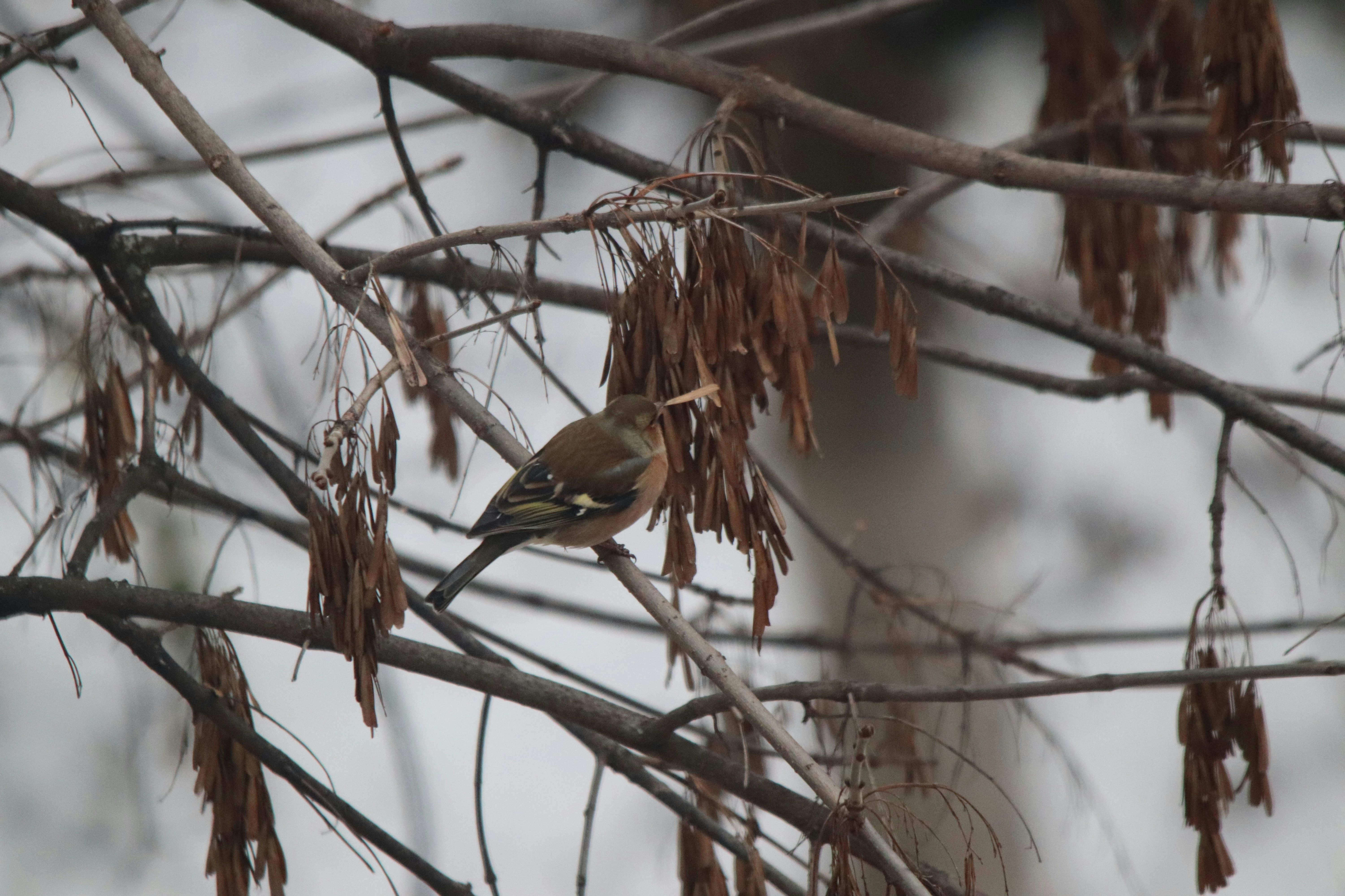 A small bird perches on a bare tree branch.