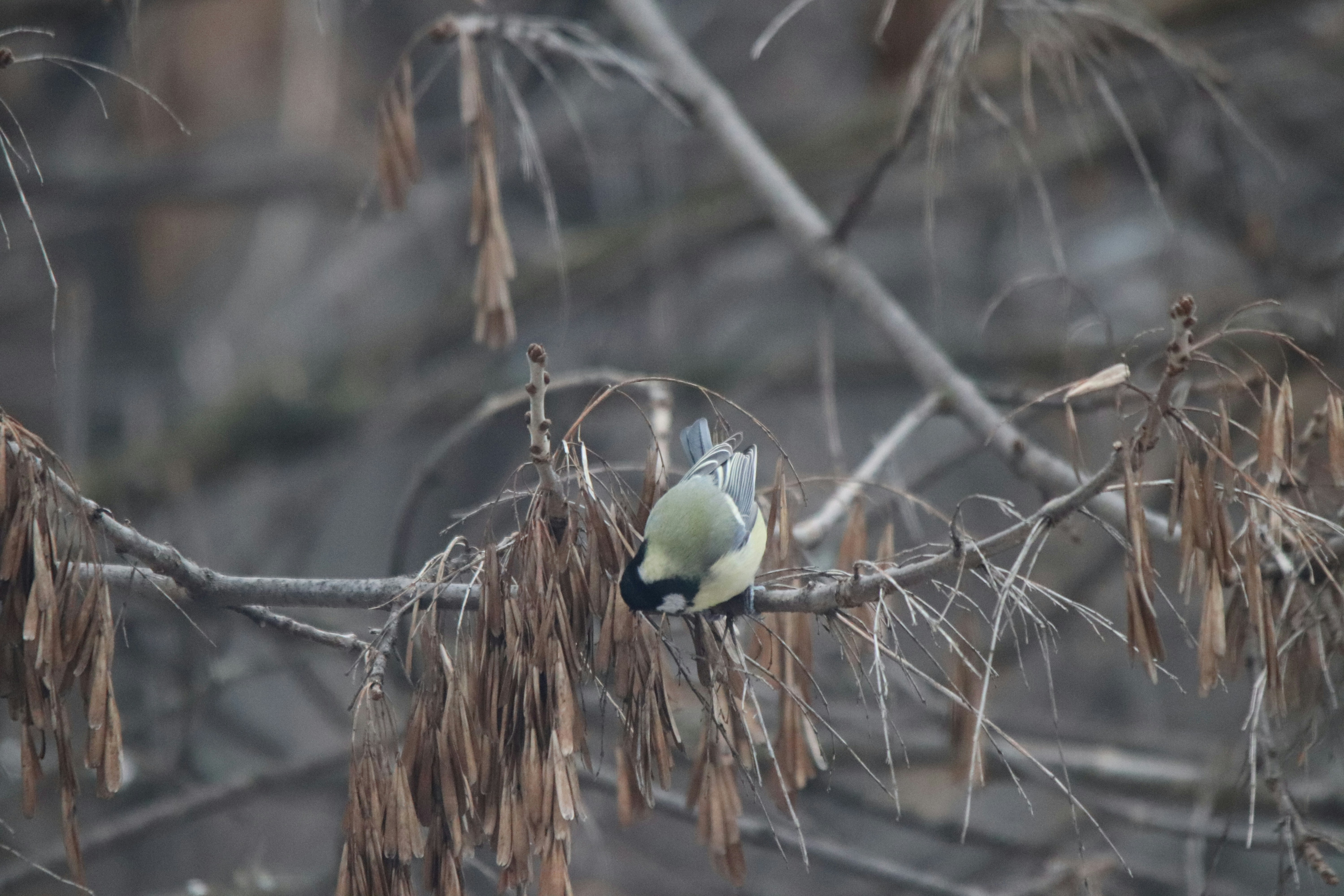 A small bird perched on a bare tree branch.