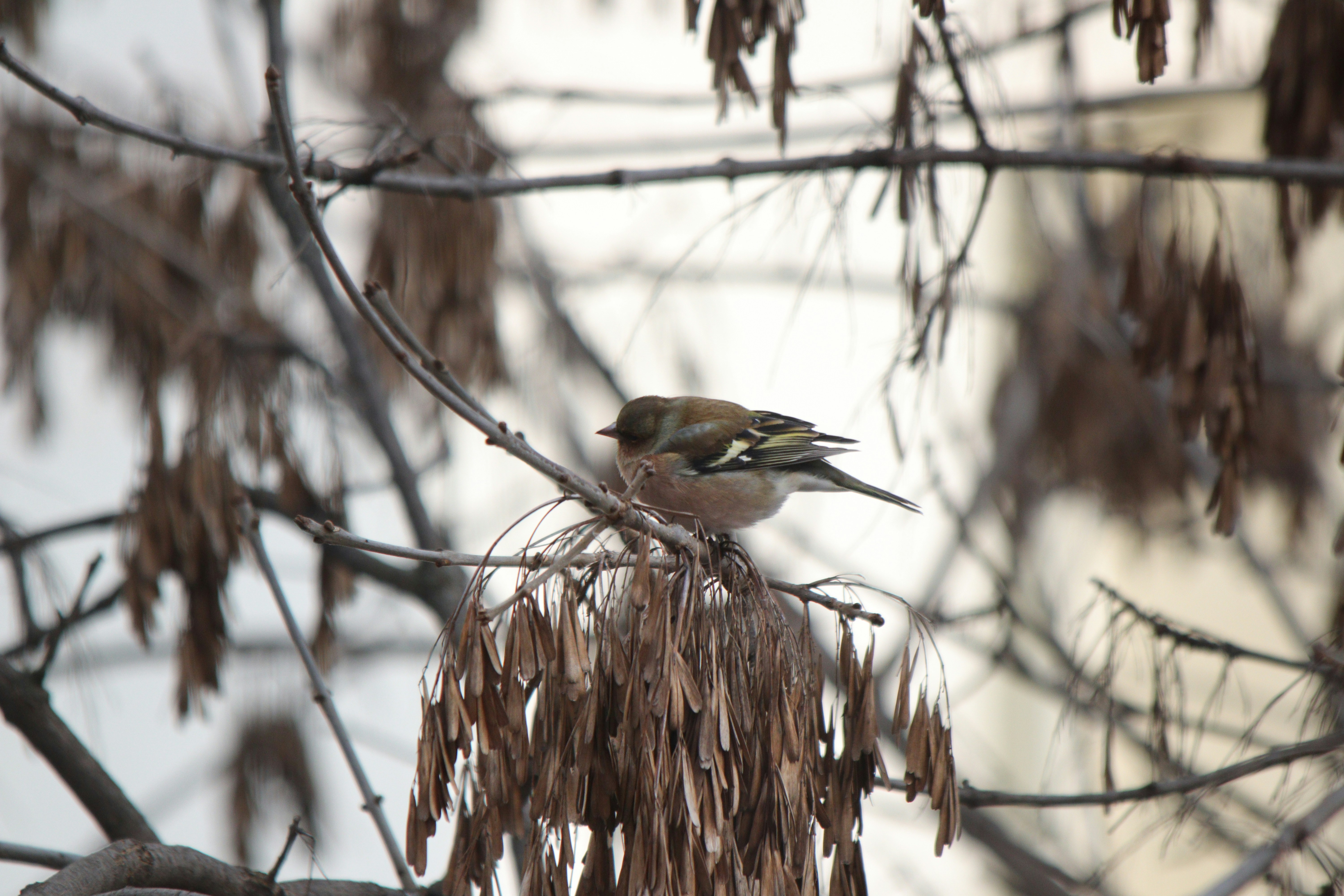 A small bird perched on a bare tree branch.