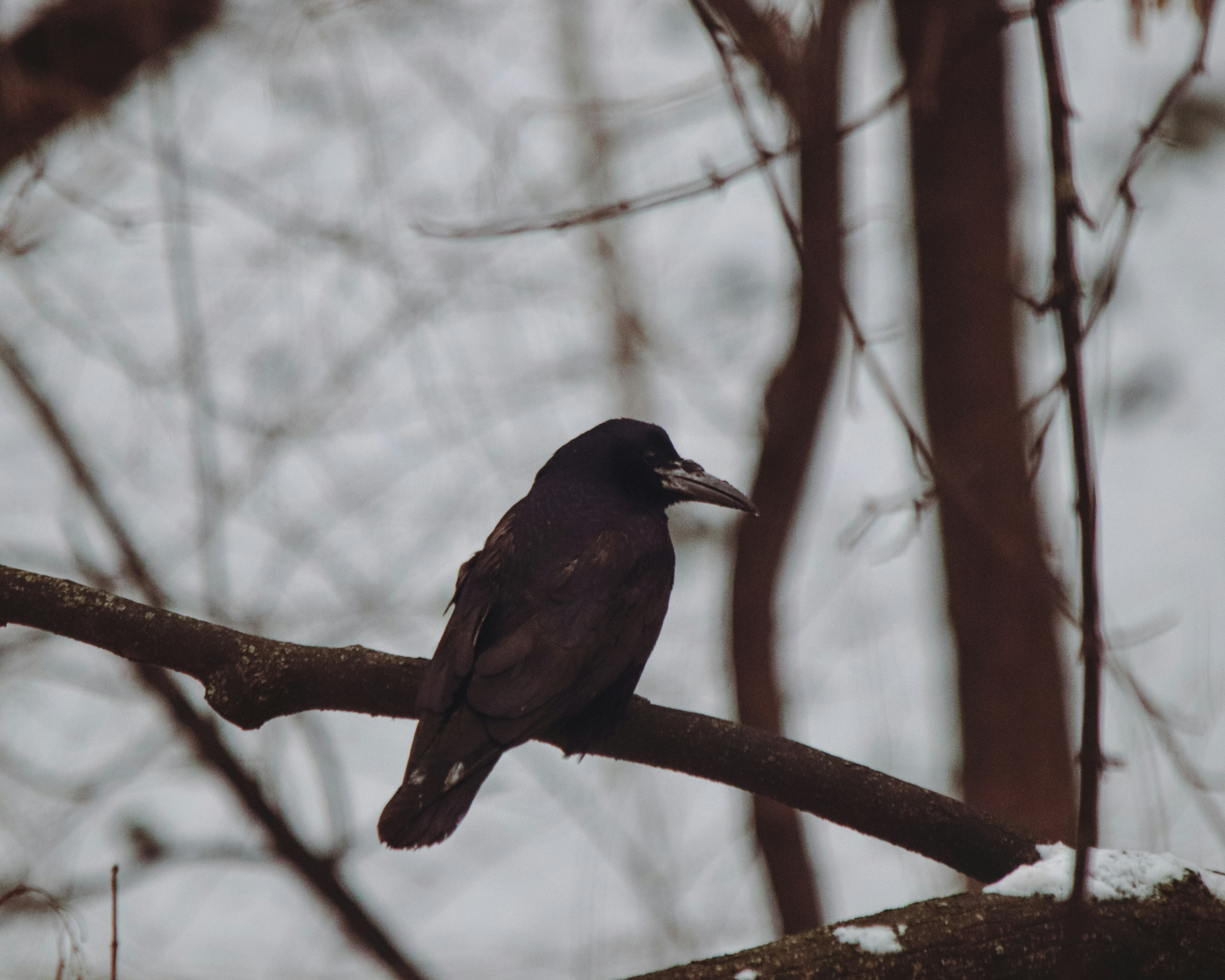 A black bird perched on a bare tree branch.