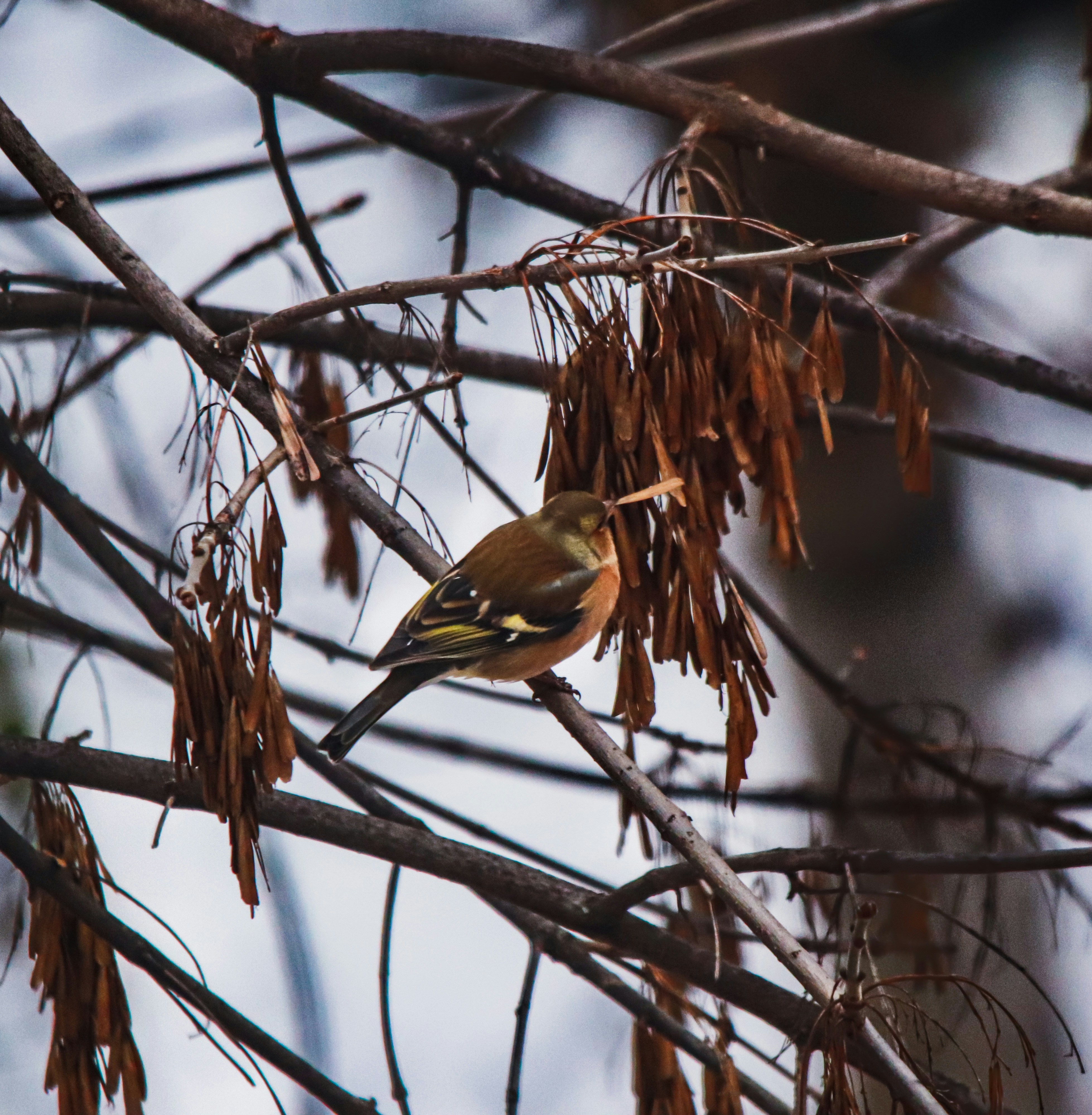 A small bird perches on a tree branch.