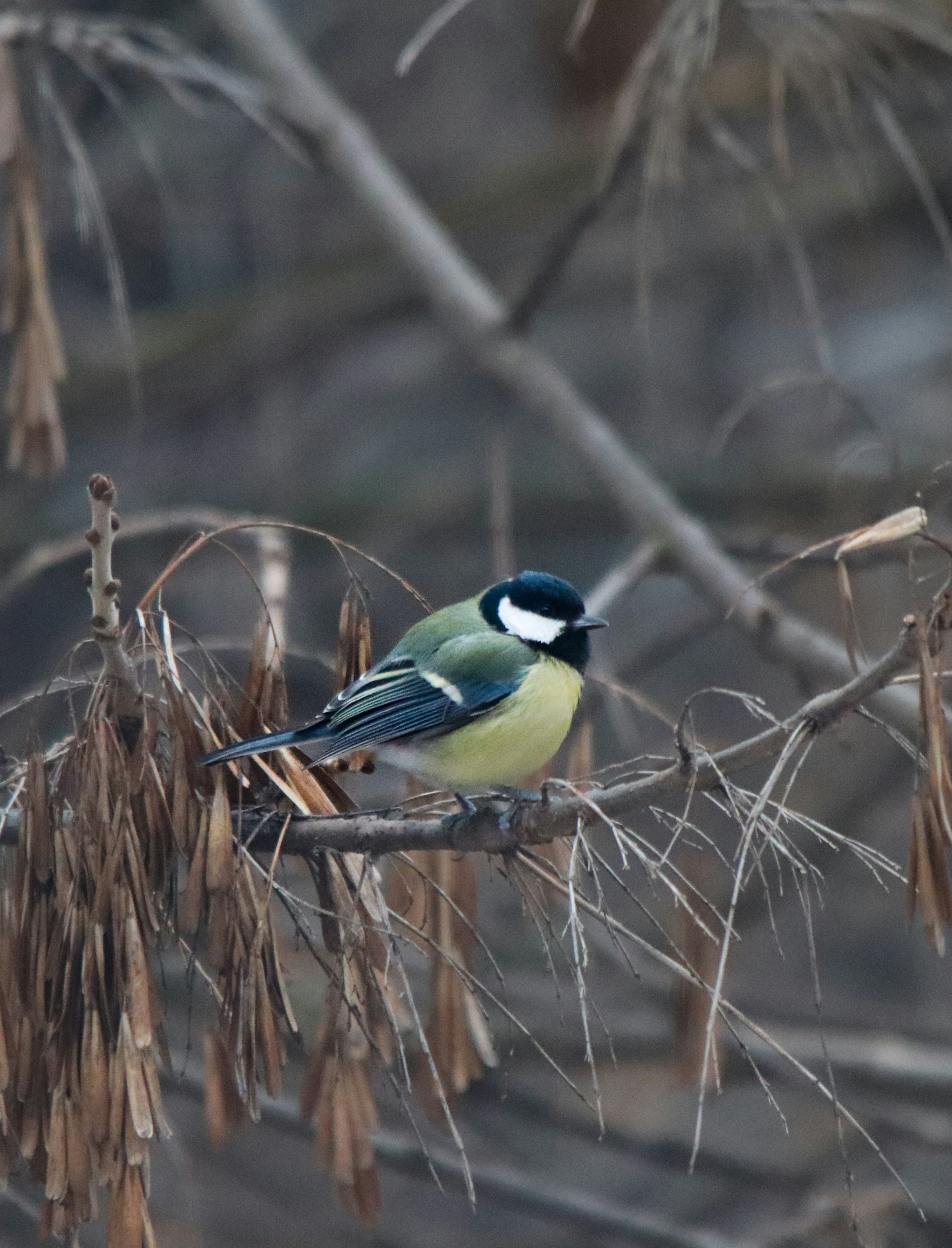 A great tit bird perched on a bare branch