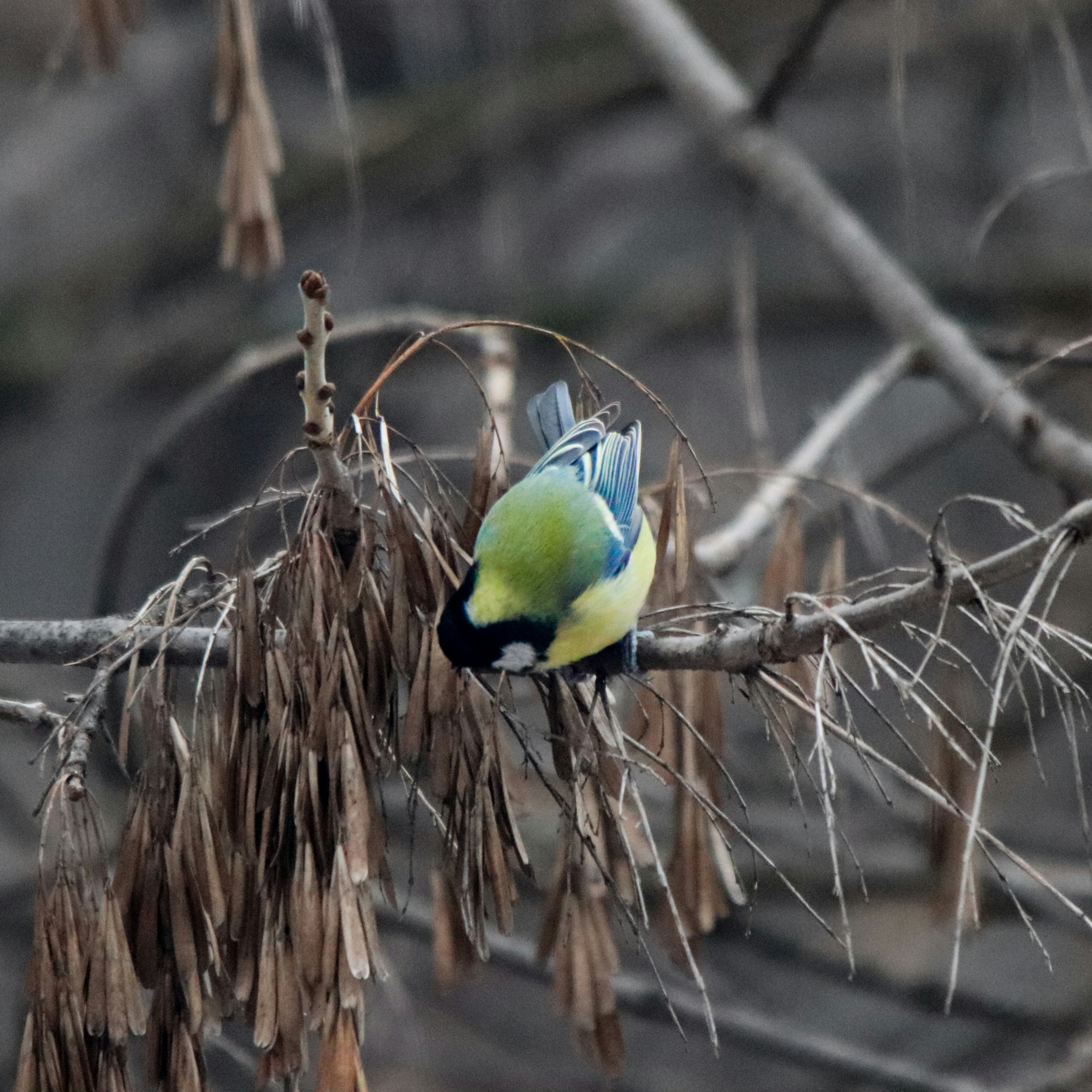 A great tit bird perched upside down on a branch