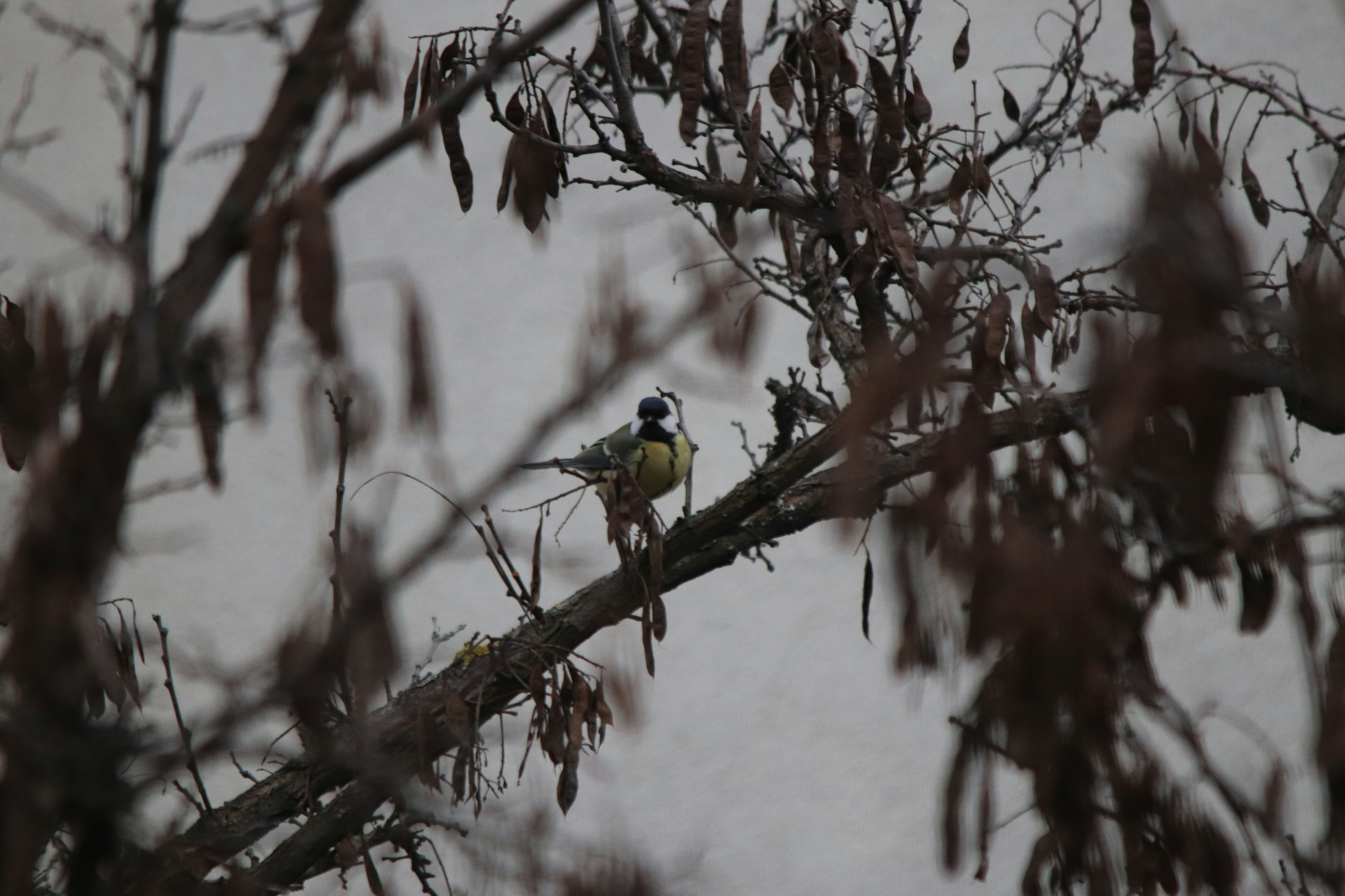 A small bird perched on a bare tree branch.