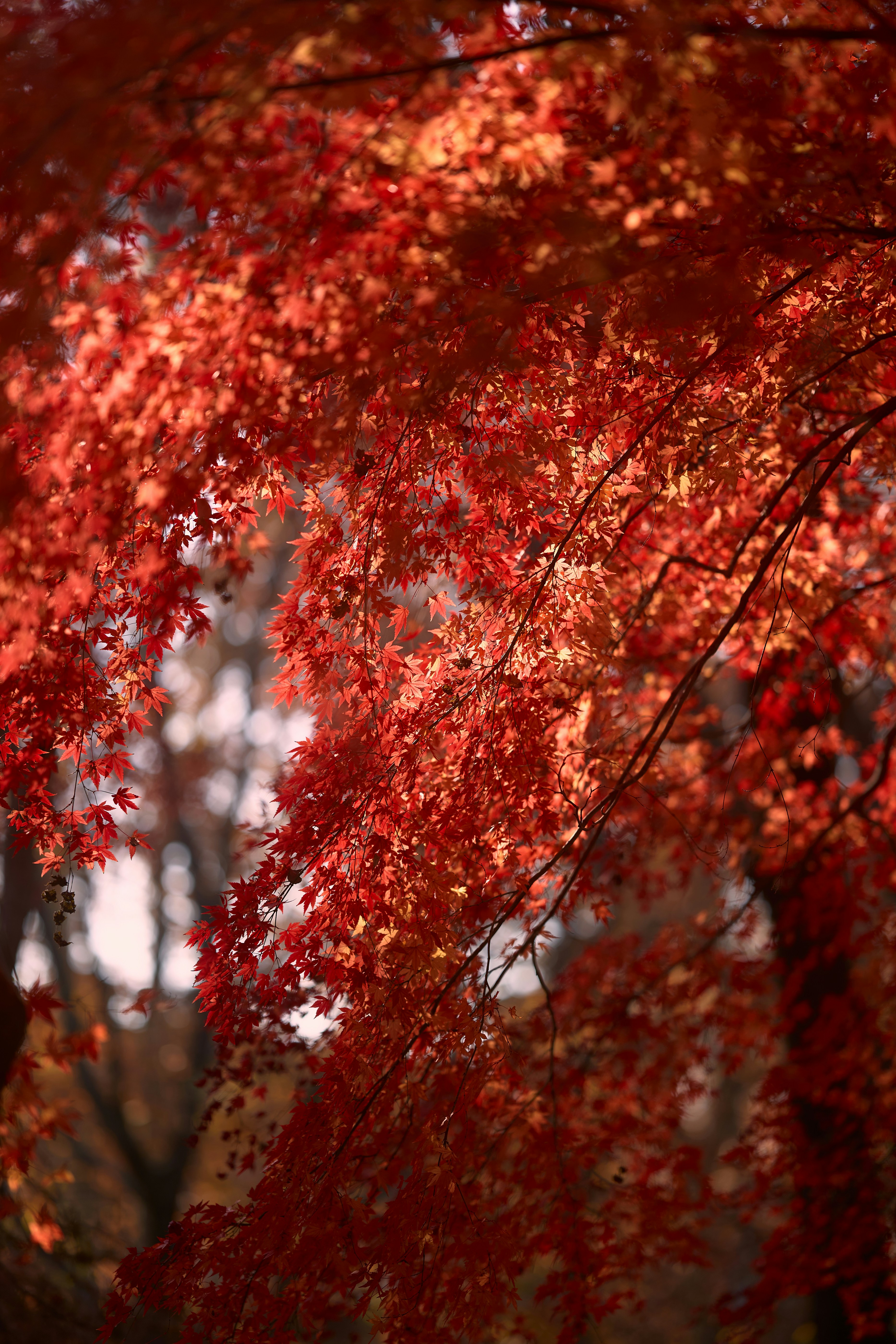 Photo by aasing_gwok