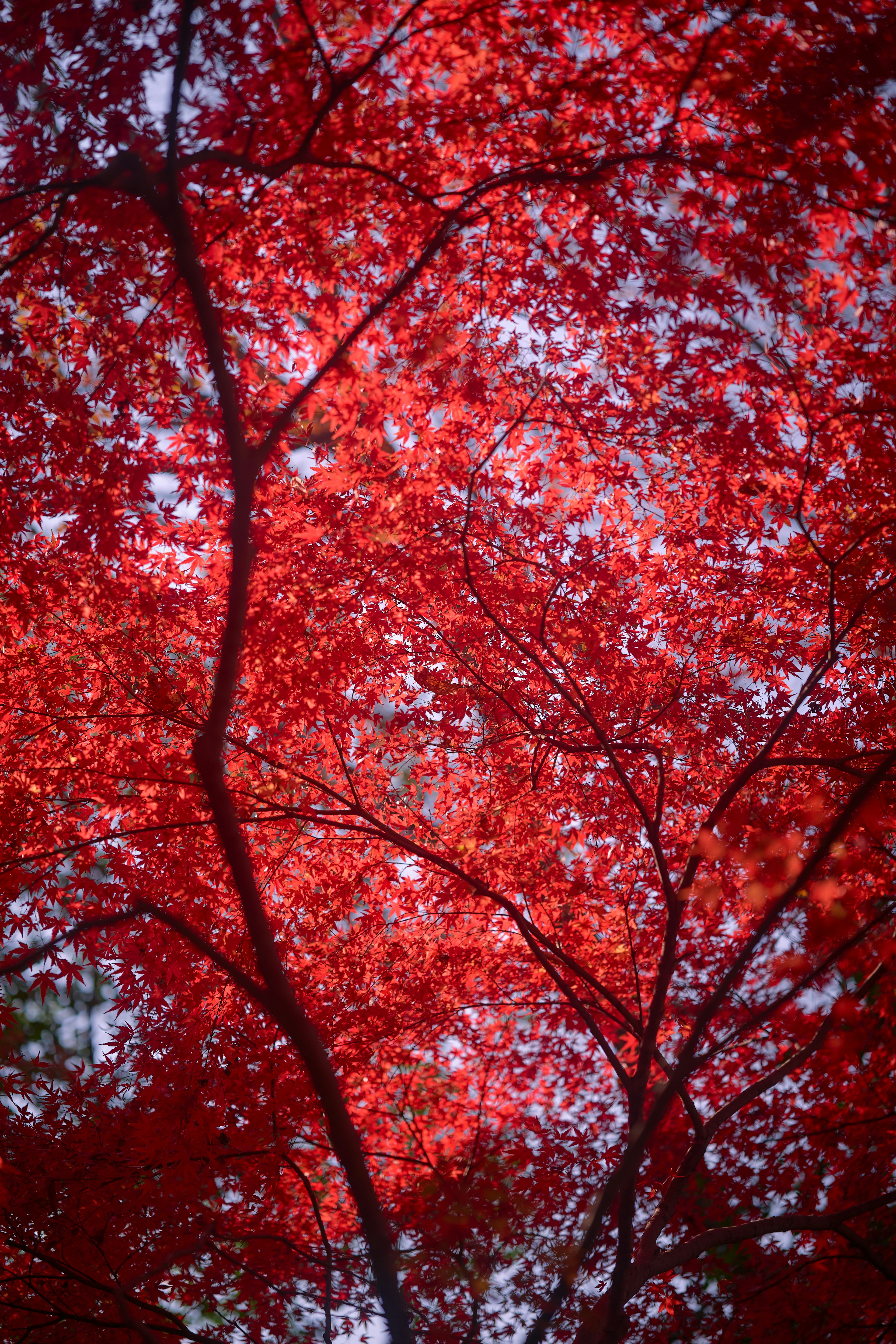 Photo by aasing_gwok